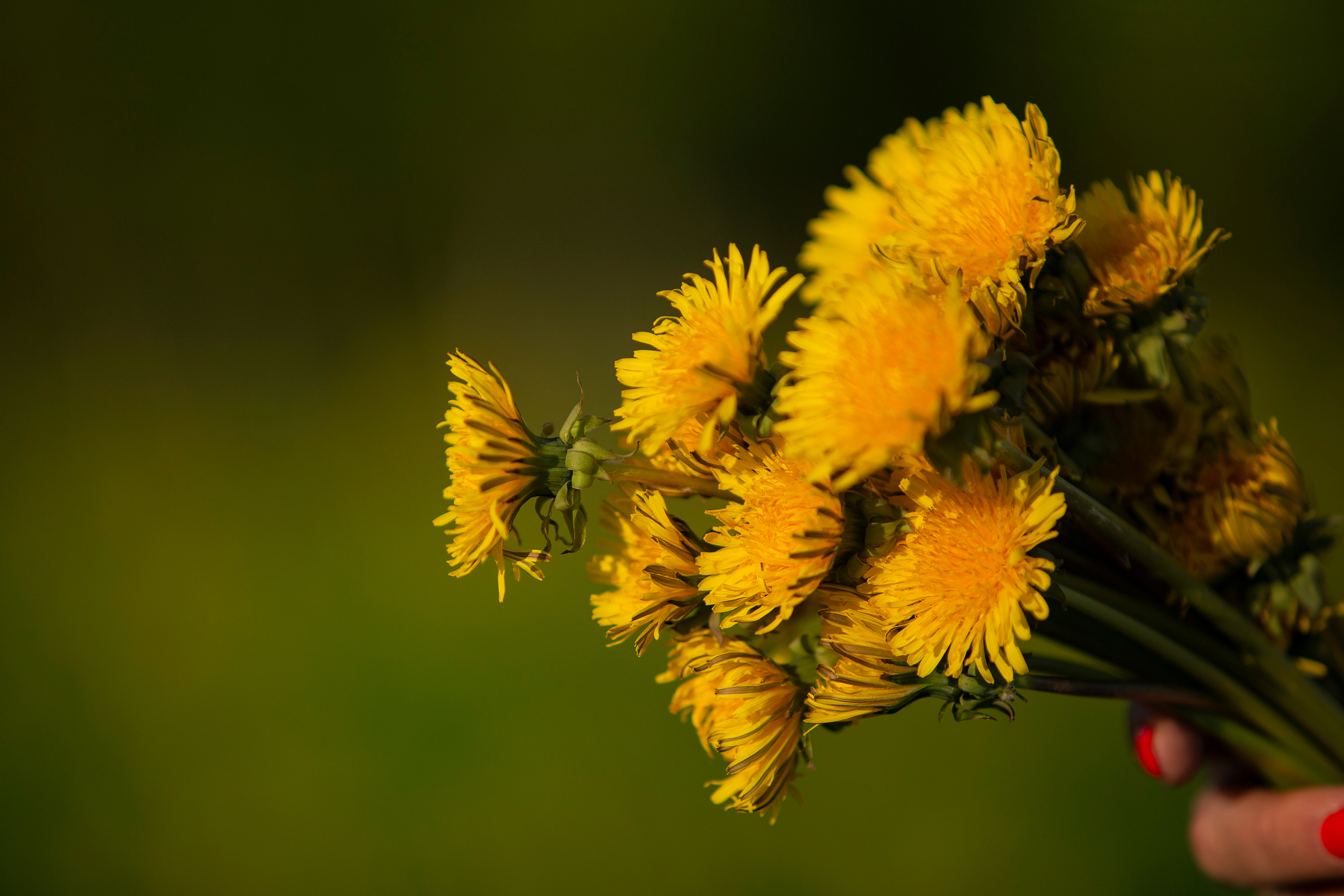 Цветение в июне. ДЕТСКИЙ И СЕМЕЙНЫЙ ФОТОГРАФ в Сосново, Ленинградской области и Спб