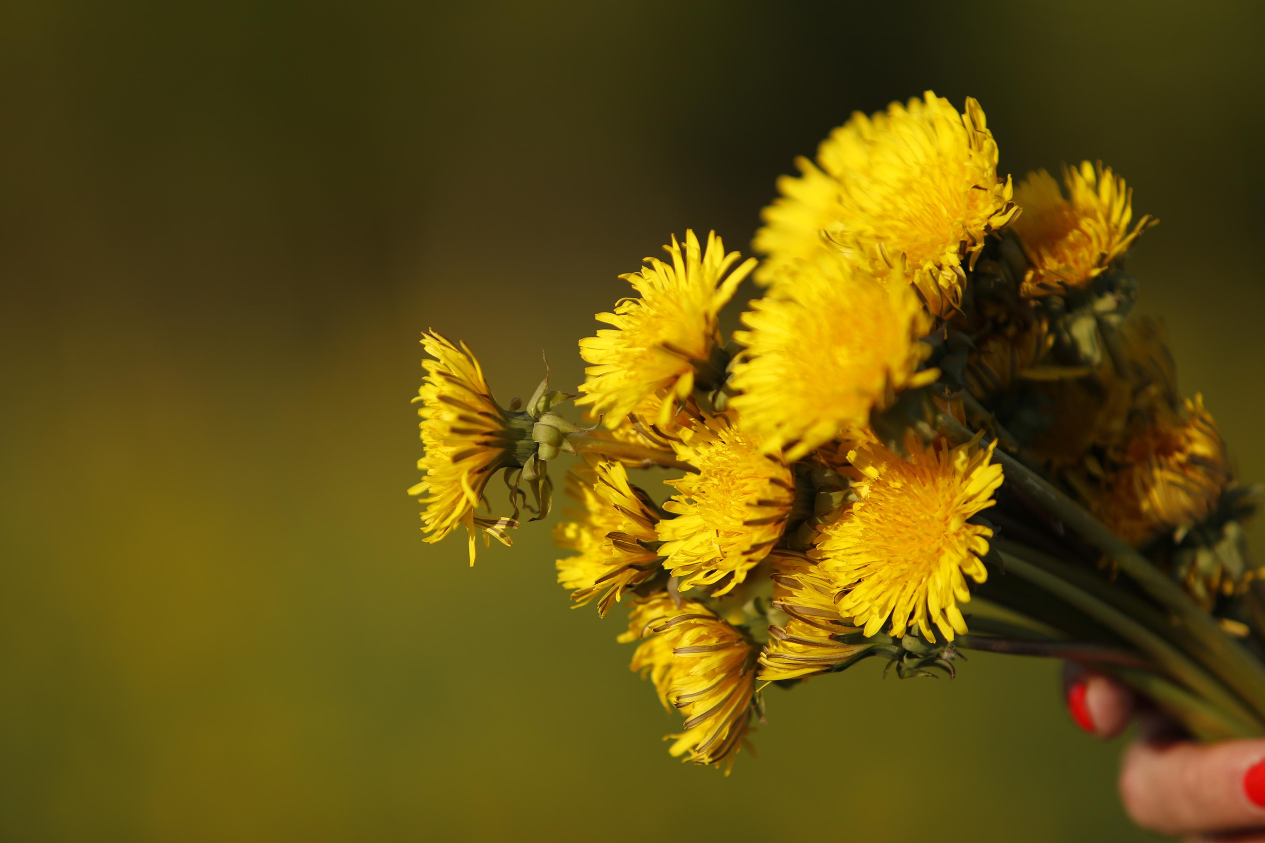 Истории. ДЕТСКИЙ И СЕМЕЙНЫЙ ФОТОГРАФ в Сосново, Ленинградской области и Спб