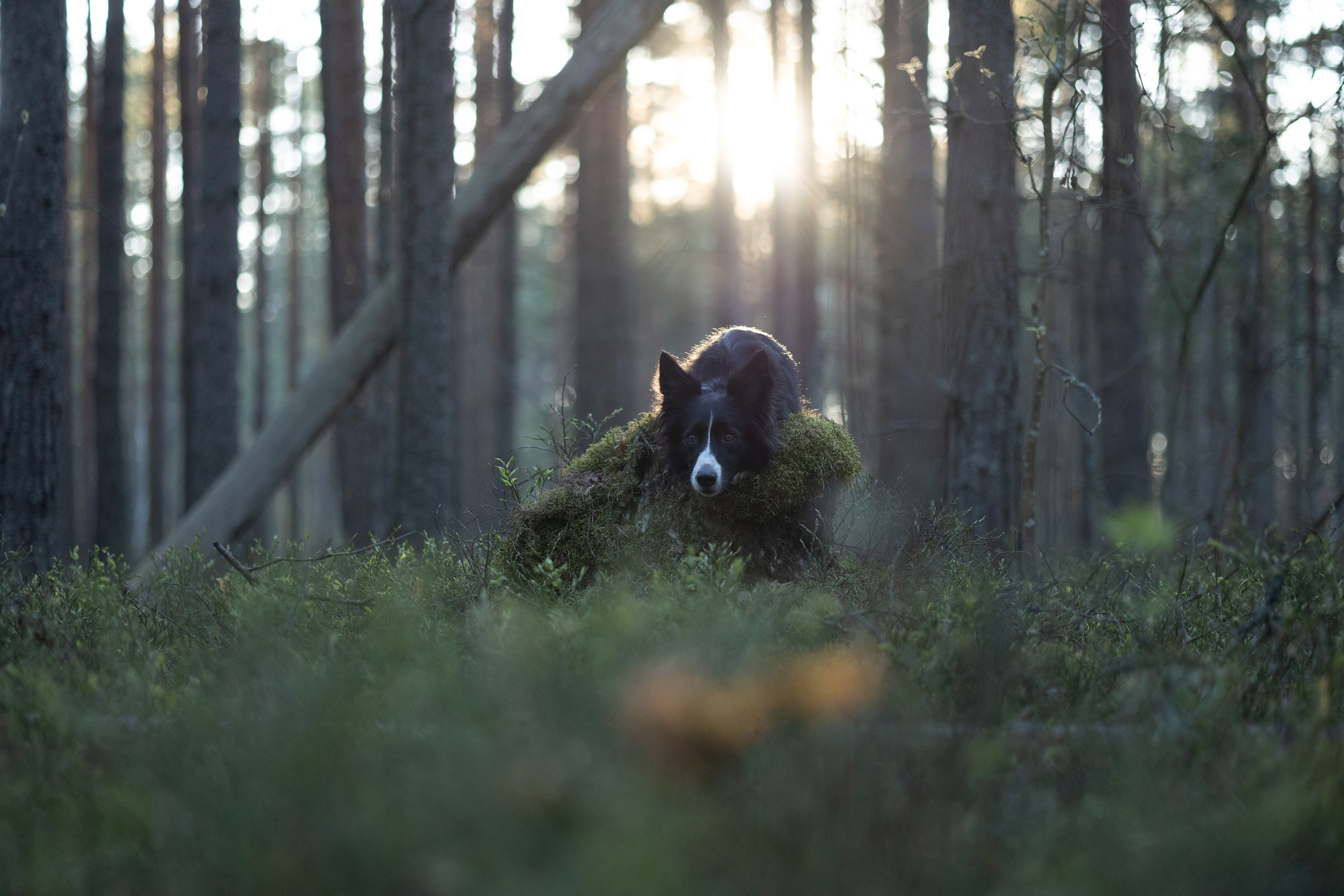 Ваши фотографии. Фотограф анималист Осипчикова Мария