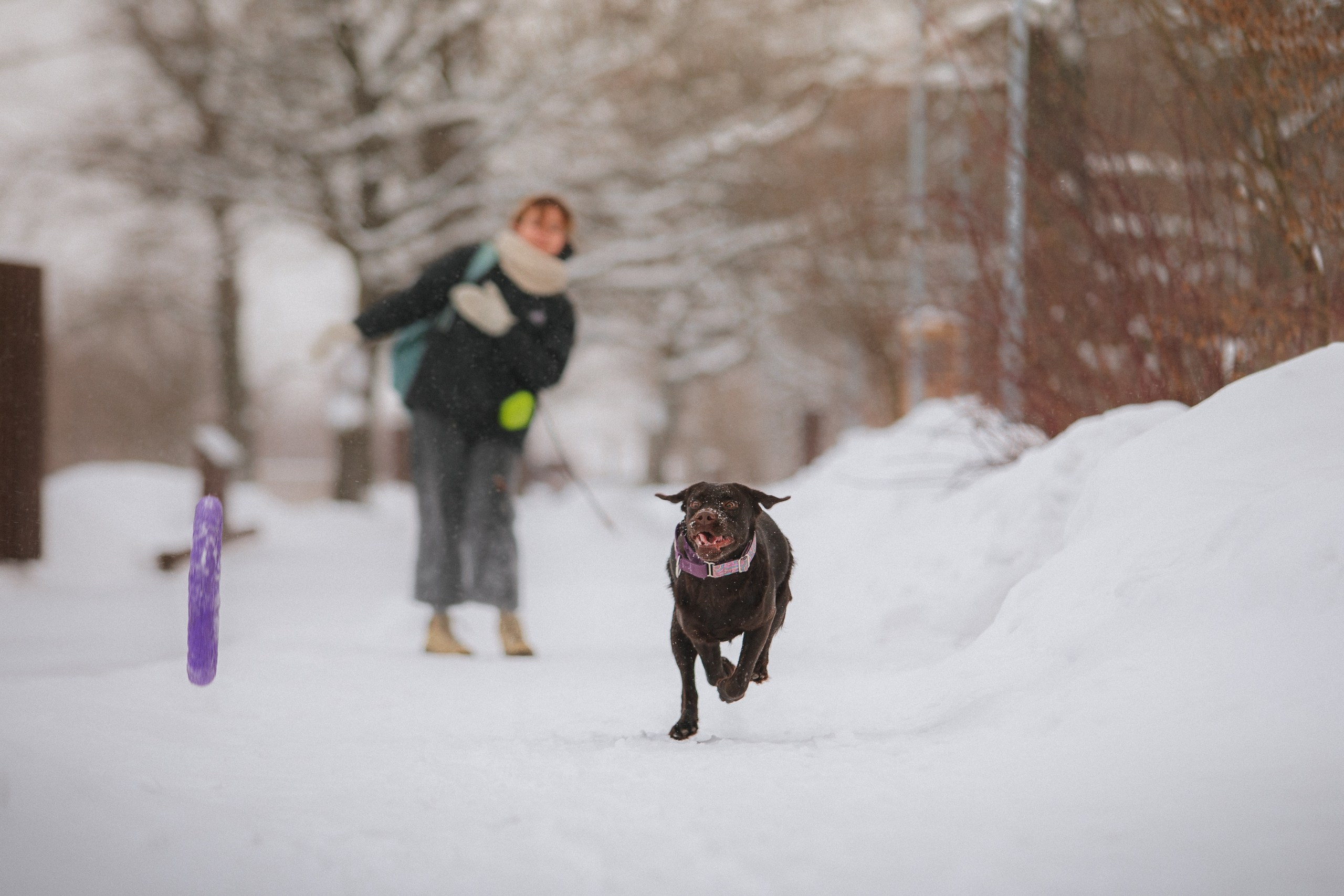 Йоло и Акира. Фотограф анималист Кузнецова Анна Нижний Новгород