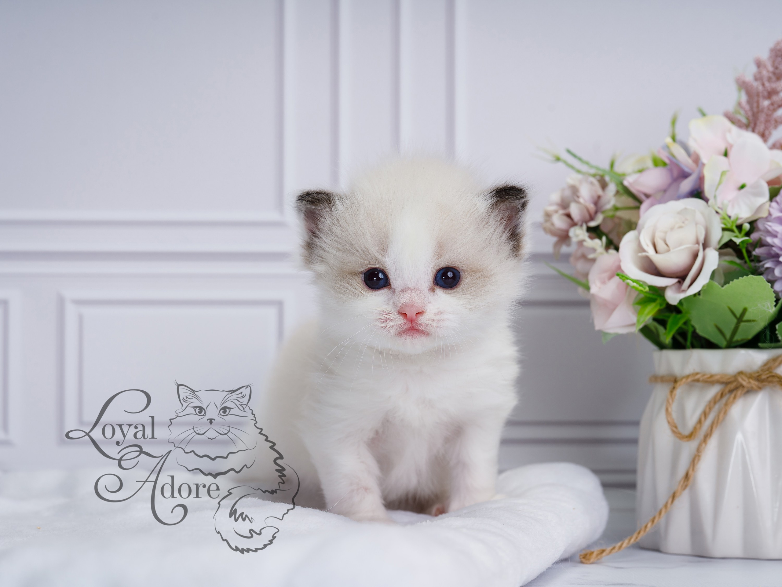 Котята рэгдолл от Loyal Adore. Питомник рэгдолл Loyal Adore