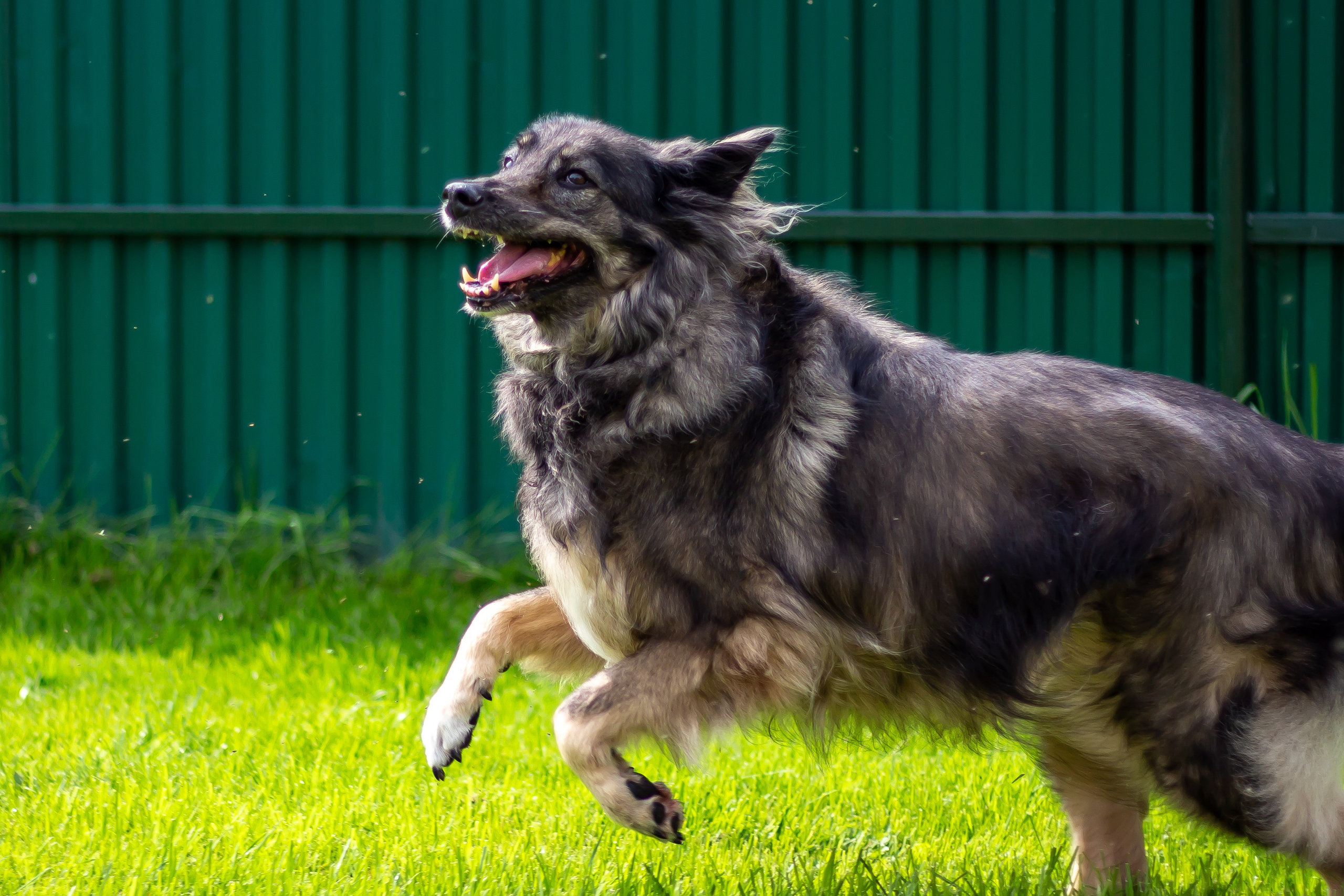 Собачья жизнь — Зоогостиница «Счастливые мечтатели». Фотограф • Орехово-Зуево • Балашиха • TEFO