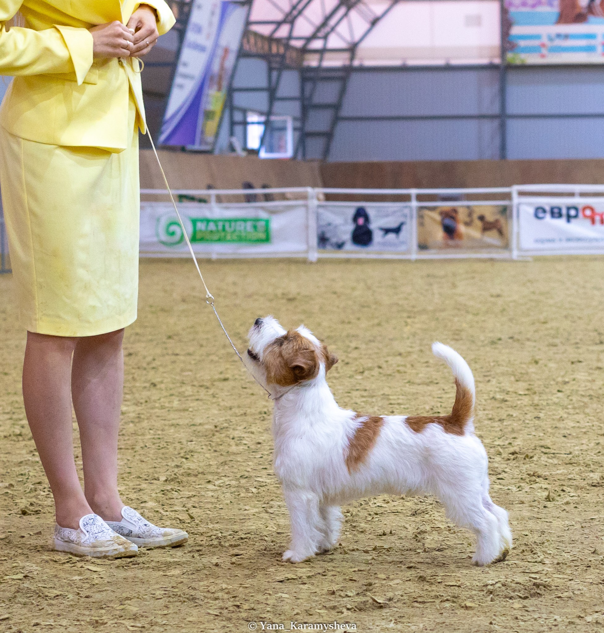 Экстерьерная, ринговая. Yana Karamysheva Animal Photo