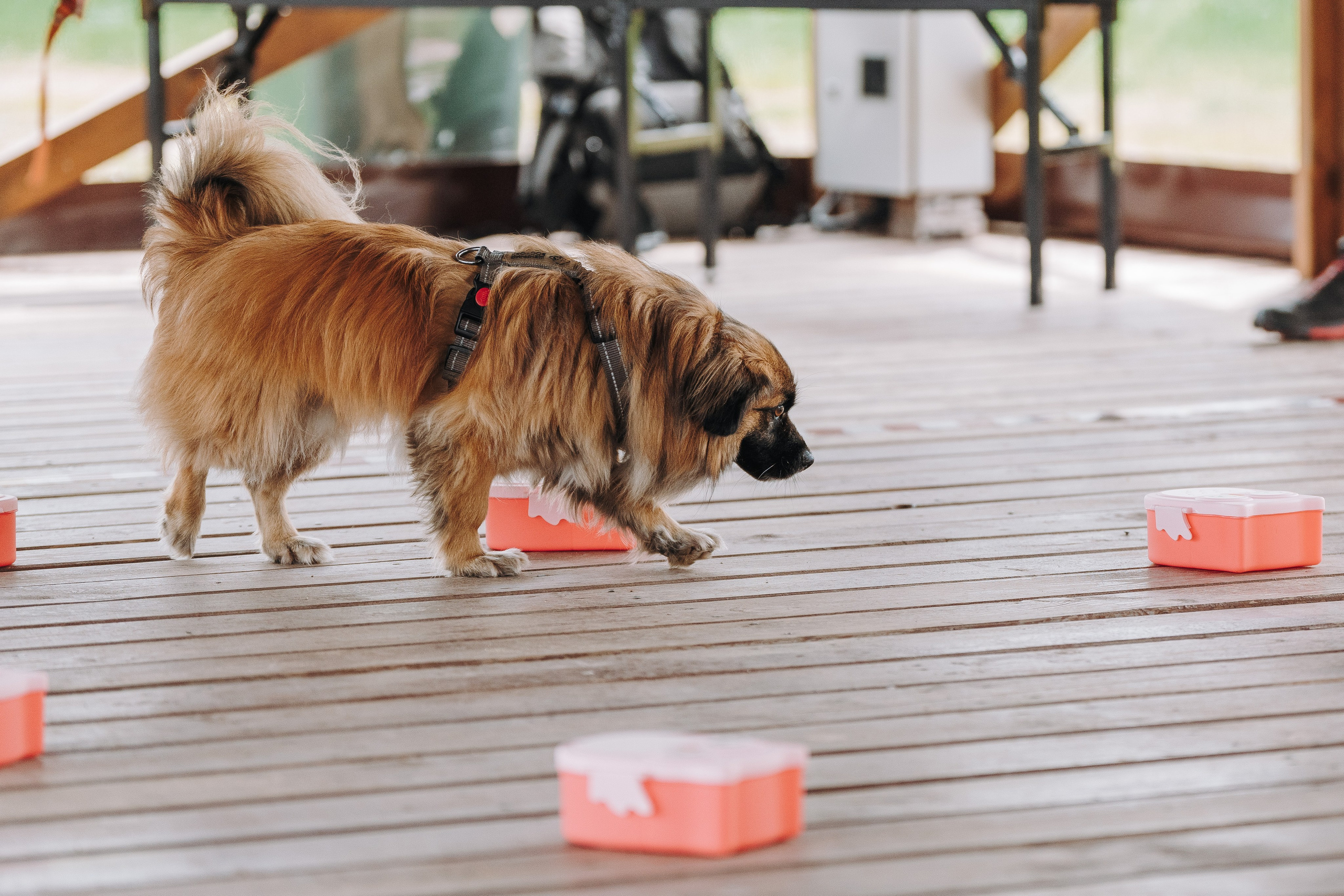 Соревнования по ноузворку в Лосево. Фотограф анималист в Спб недорого Олеся Майорова