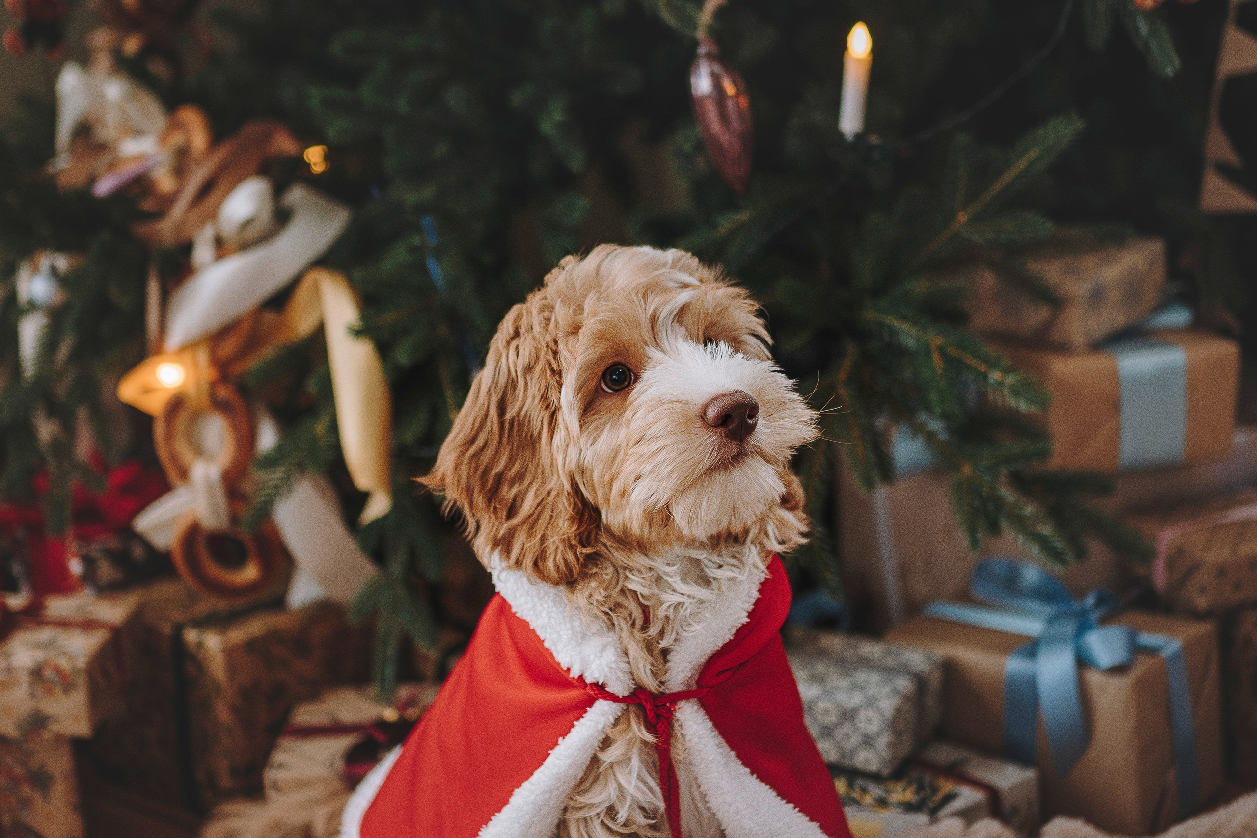 Мёрфи, Таня и Антон. Фотограф анималист в Спб недорого Олеся Майорова