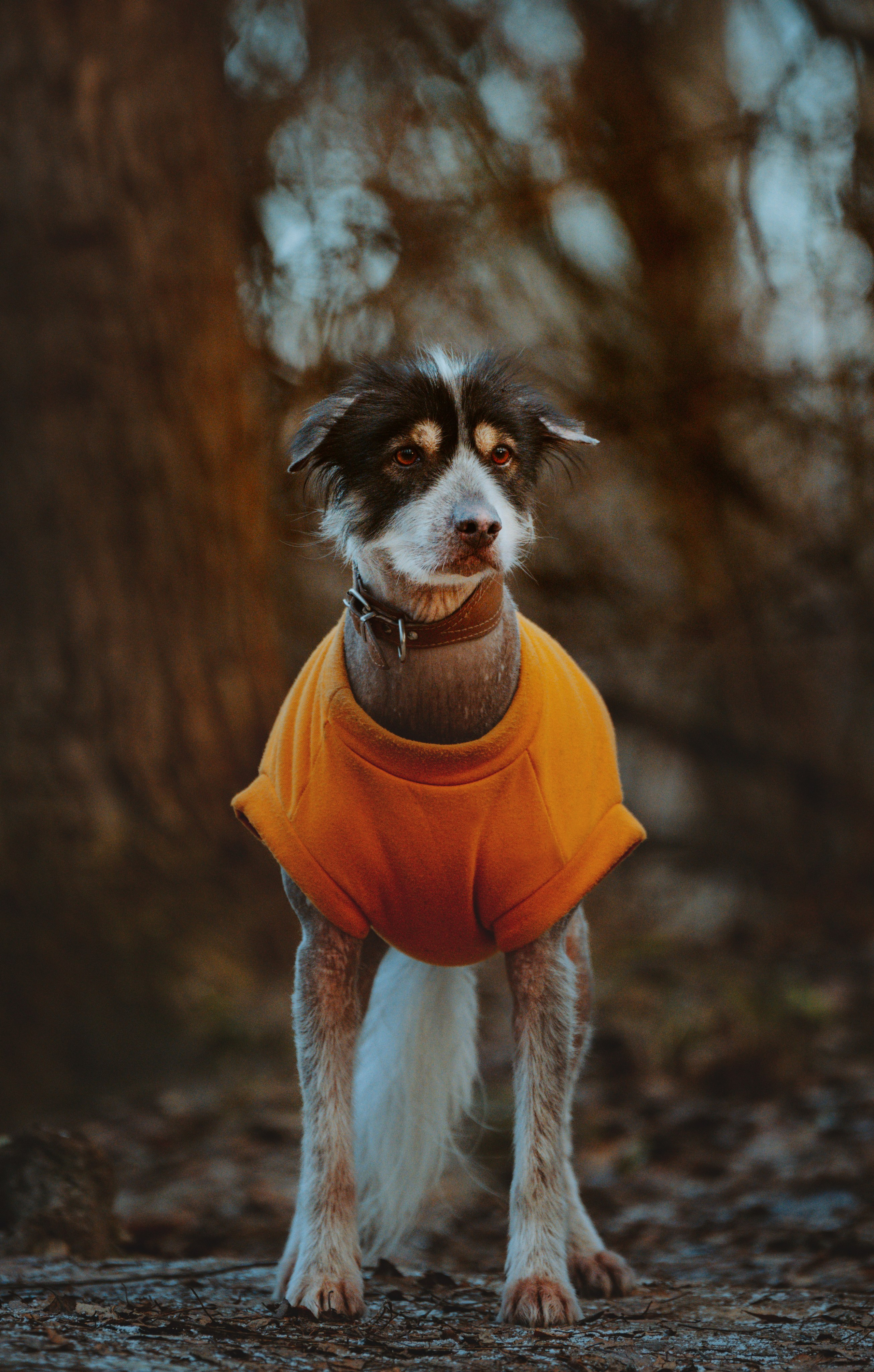 Творческая фотосессия фотографа анималиста. Фотограф анималист в Спб недорого Олеся Майорова