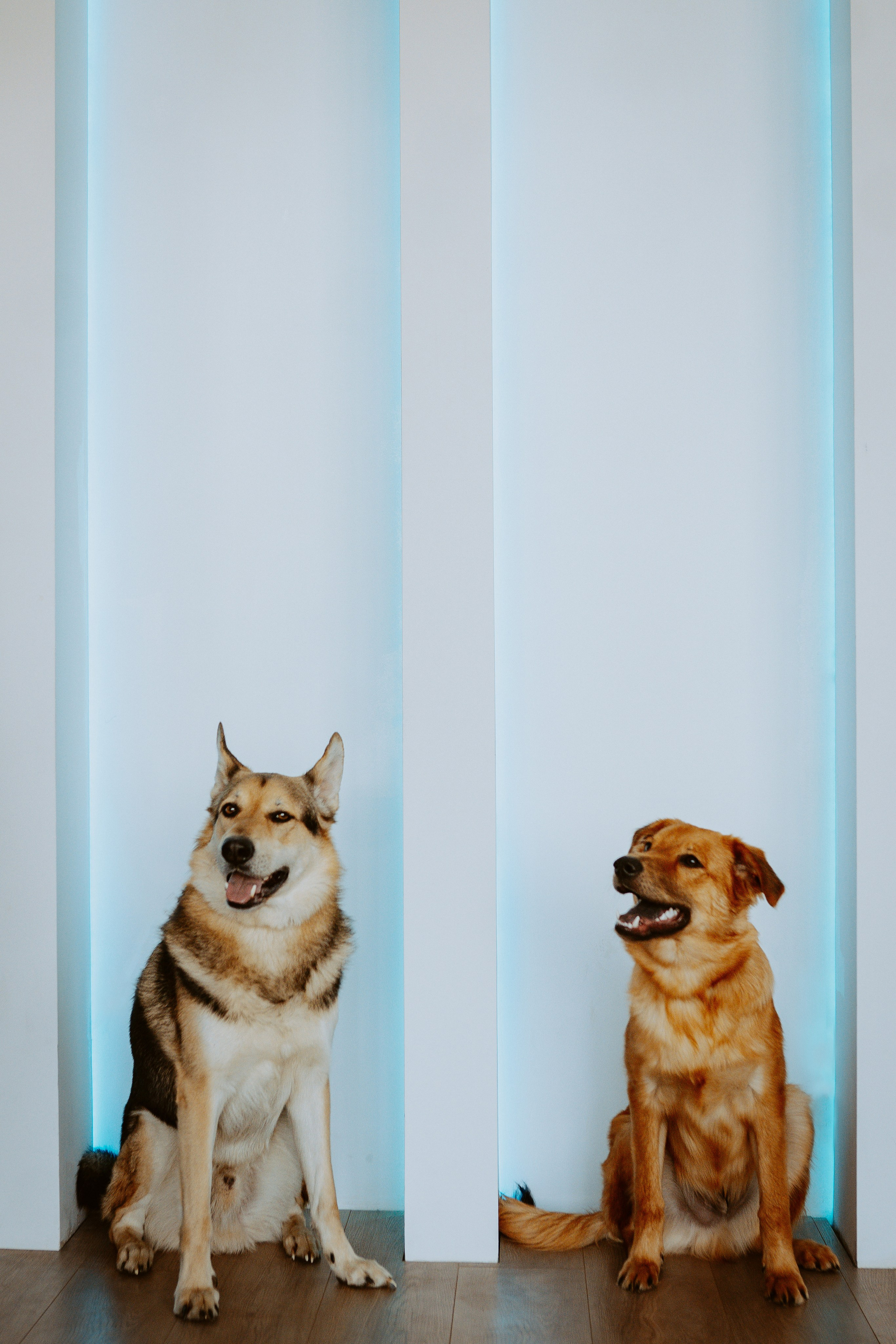 Рэй, Кузя, Ольга и Александр. Фотограф анималист в Спб недорого Олеся Майорова