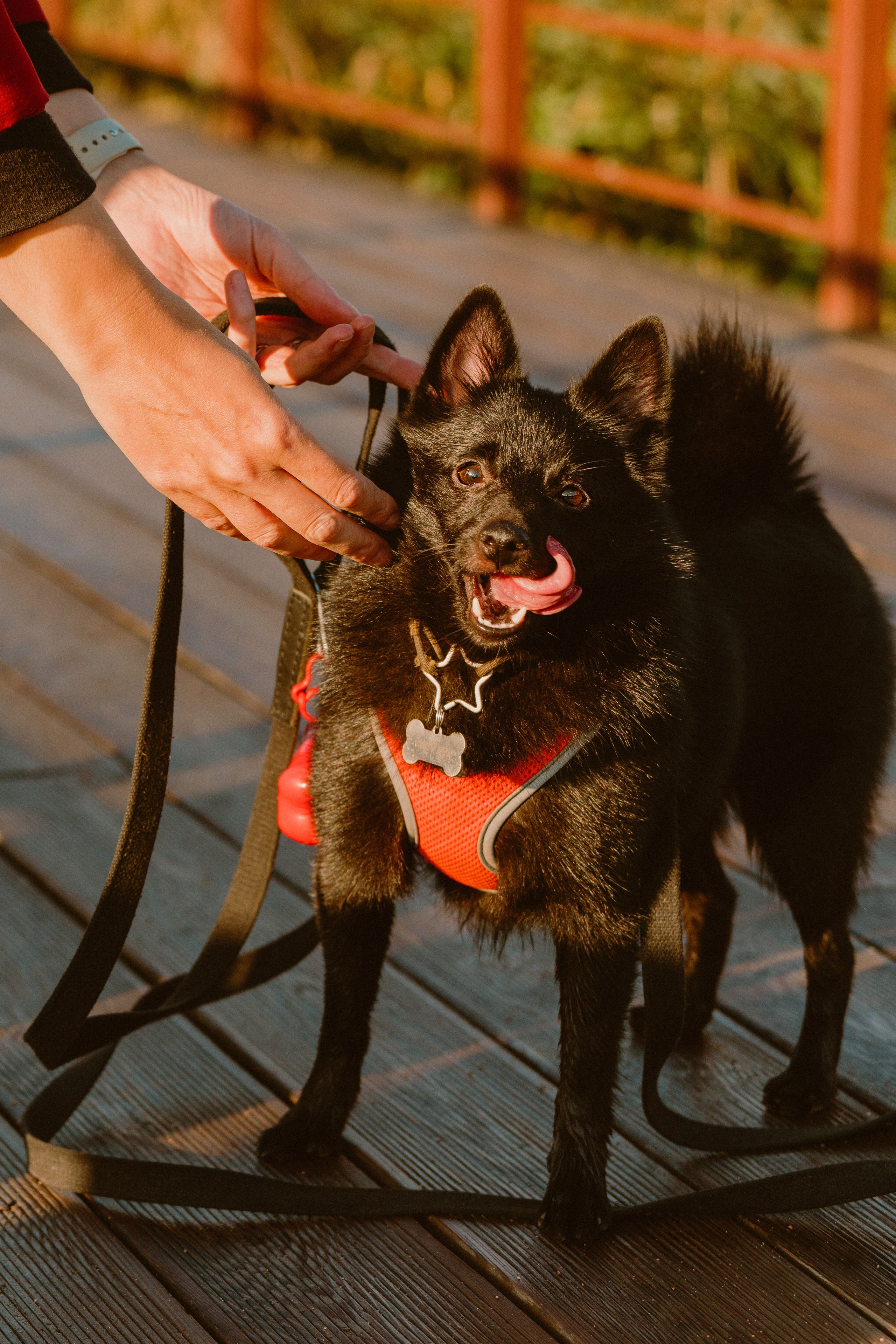Евгения и Акула. Фотограф анималист в Спб недорого Олеся Майорова