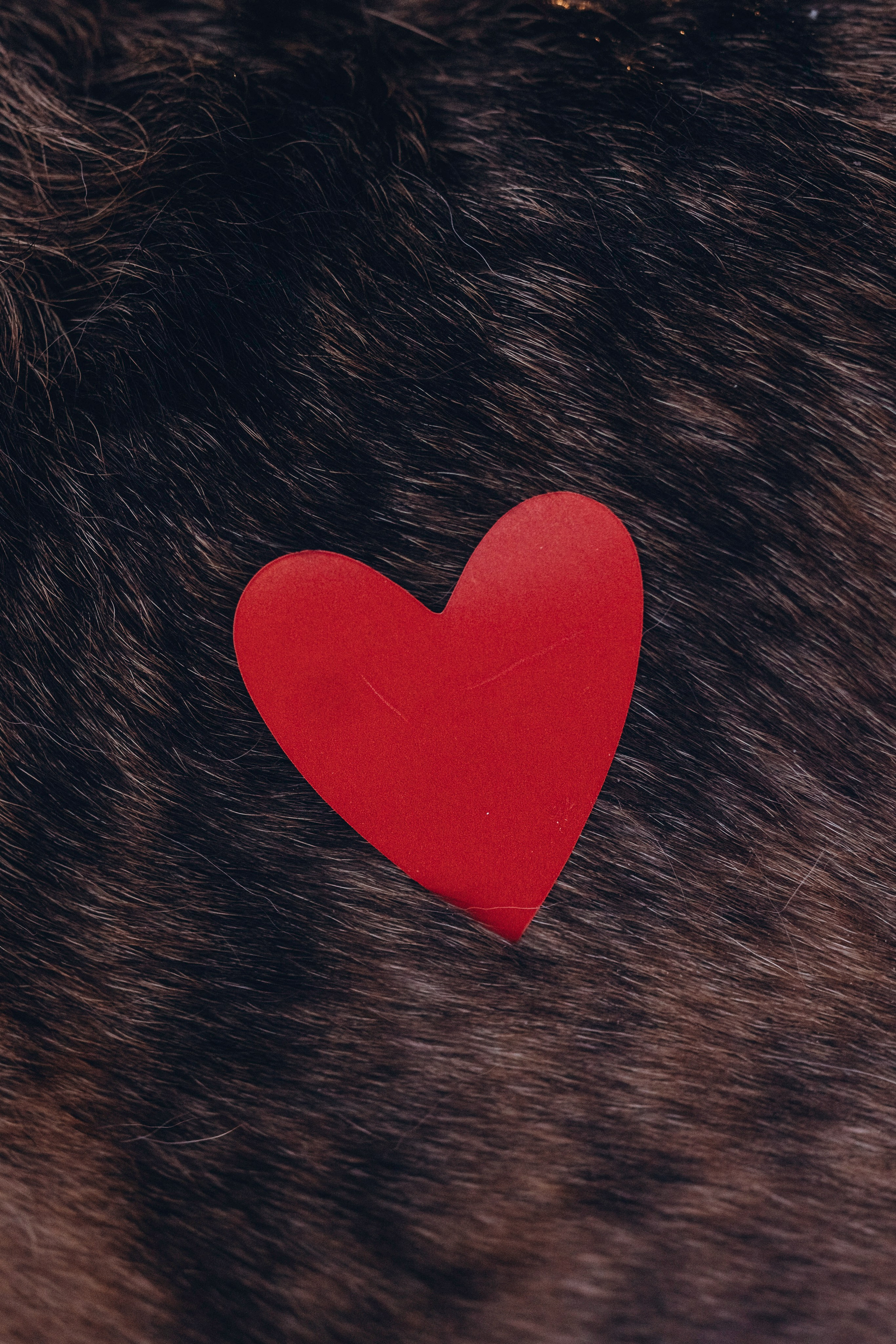 Фотодень Святого Валентина. Фотограф анималист в Спб недорого Олеся Майорова