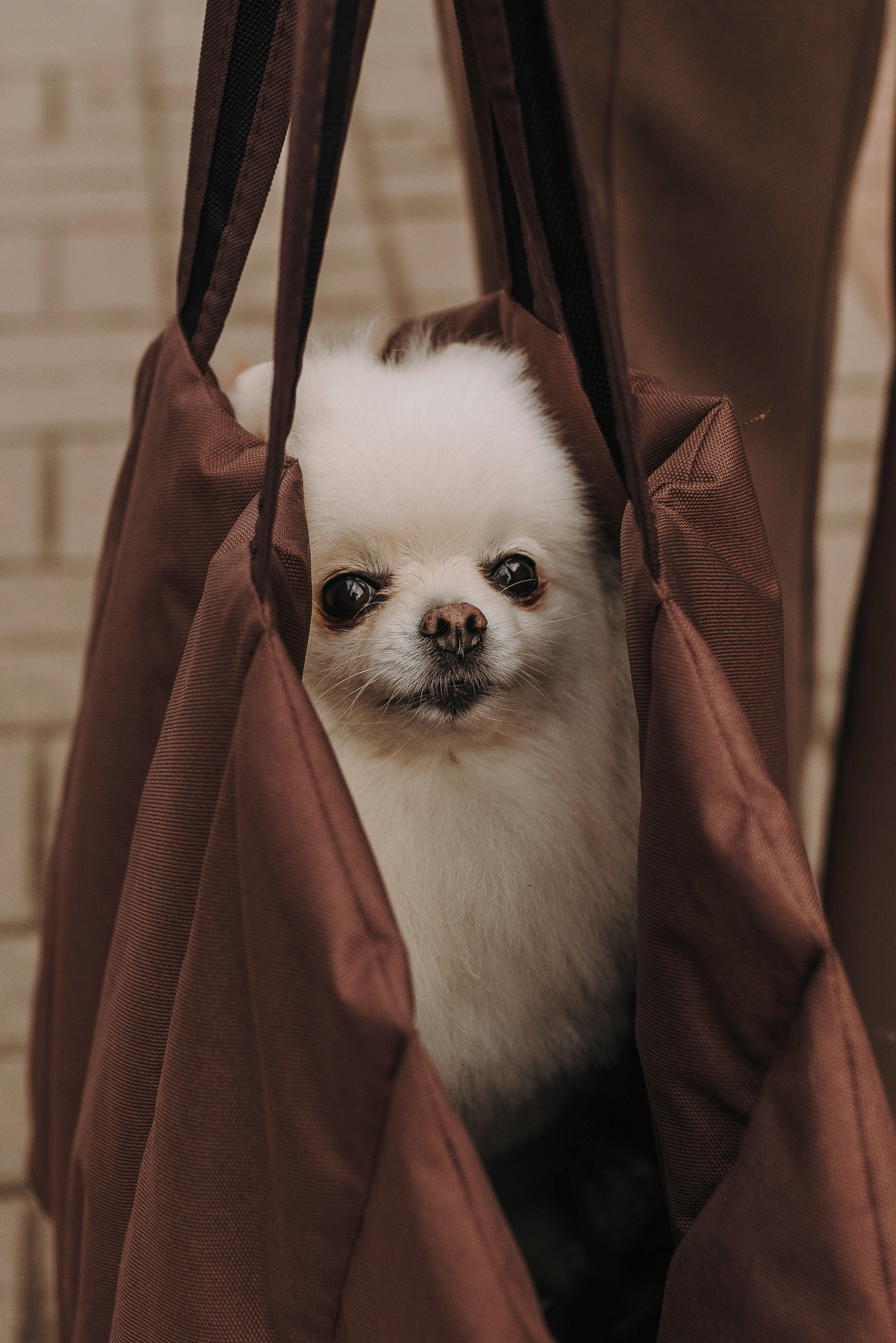 Фотосессия с померанским шпицем. Фотограф анималист в Спб недорого Олеся Майорова