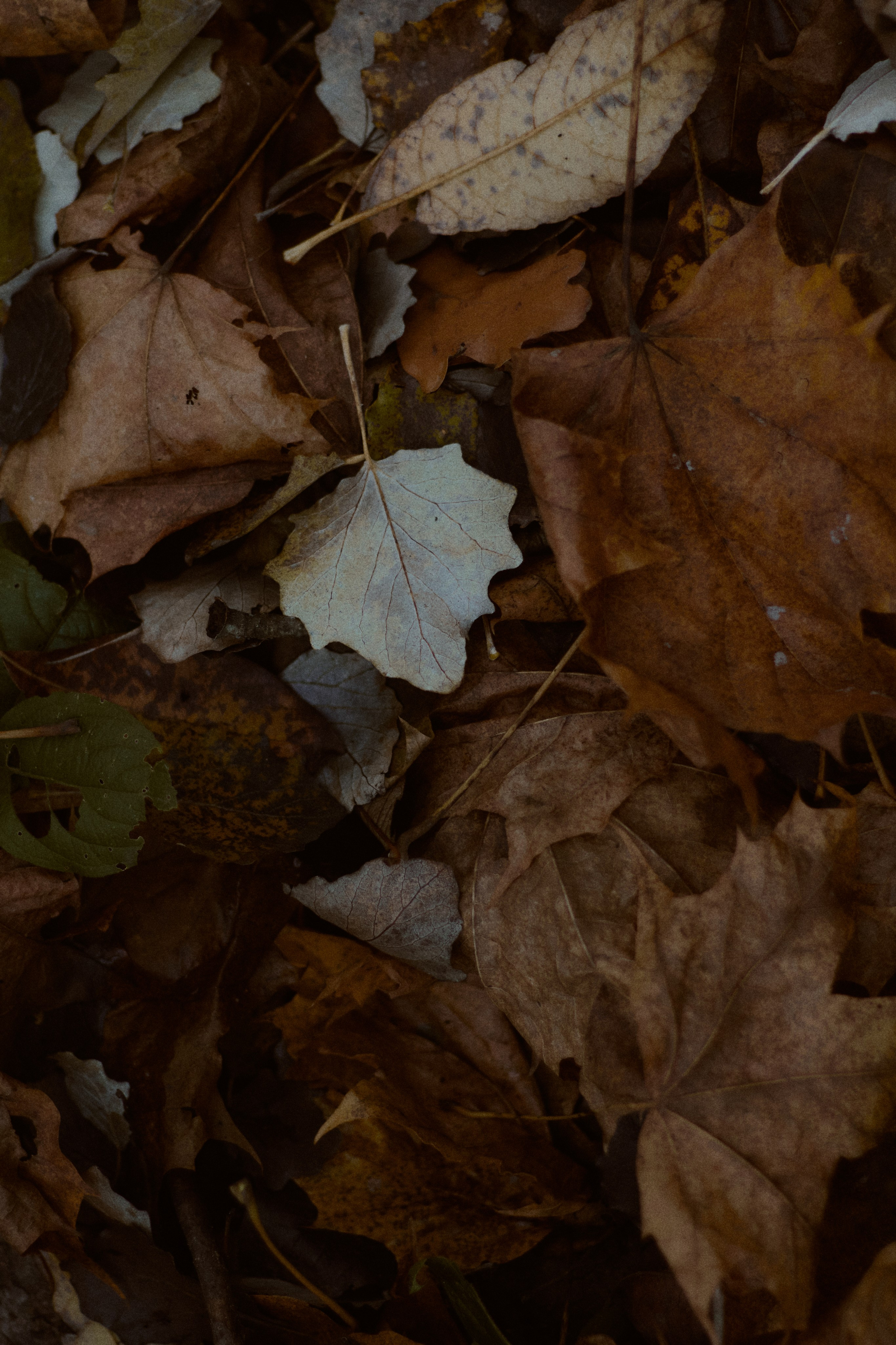 Агата и Даниил. Фотограф лавстори Москва/МО Приятелева Ангелина