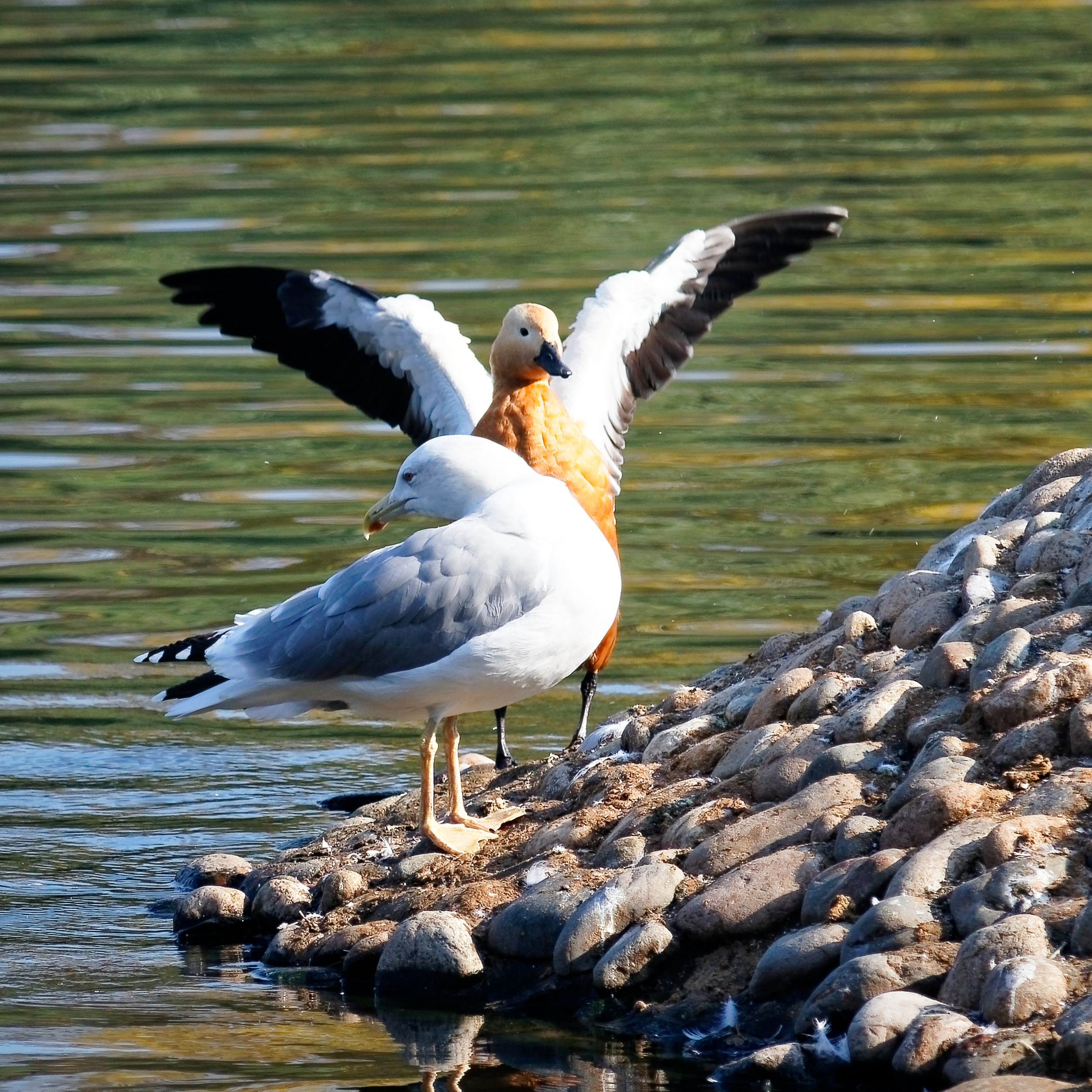 МОСКОВСКИЙ ЗООПАРК. Фотограф Владимир Роля