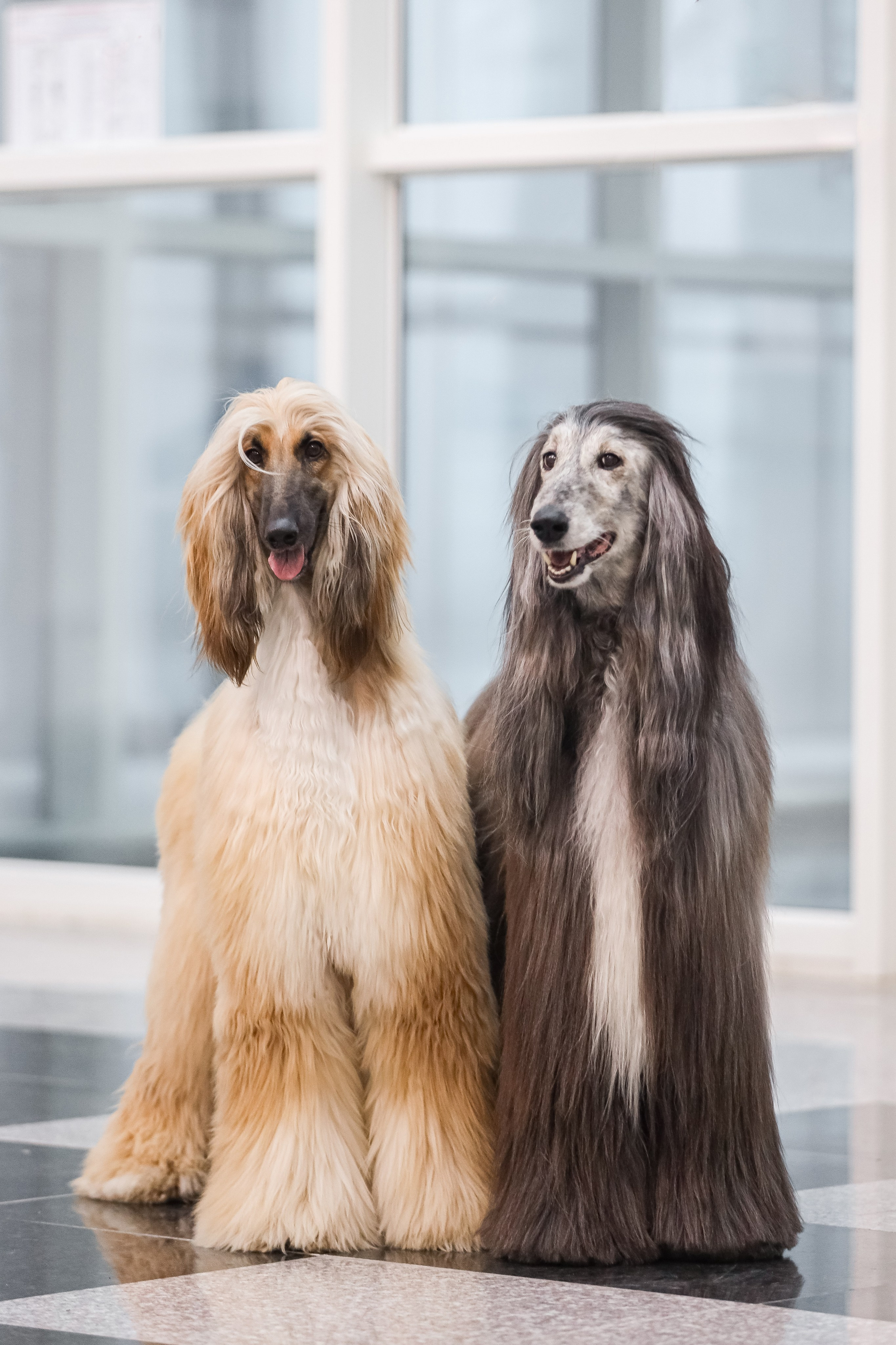 Международная выставка собак СACIB FCI 29-30.11.2025. Галерея фотографий афганской борзой