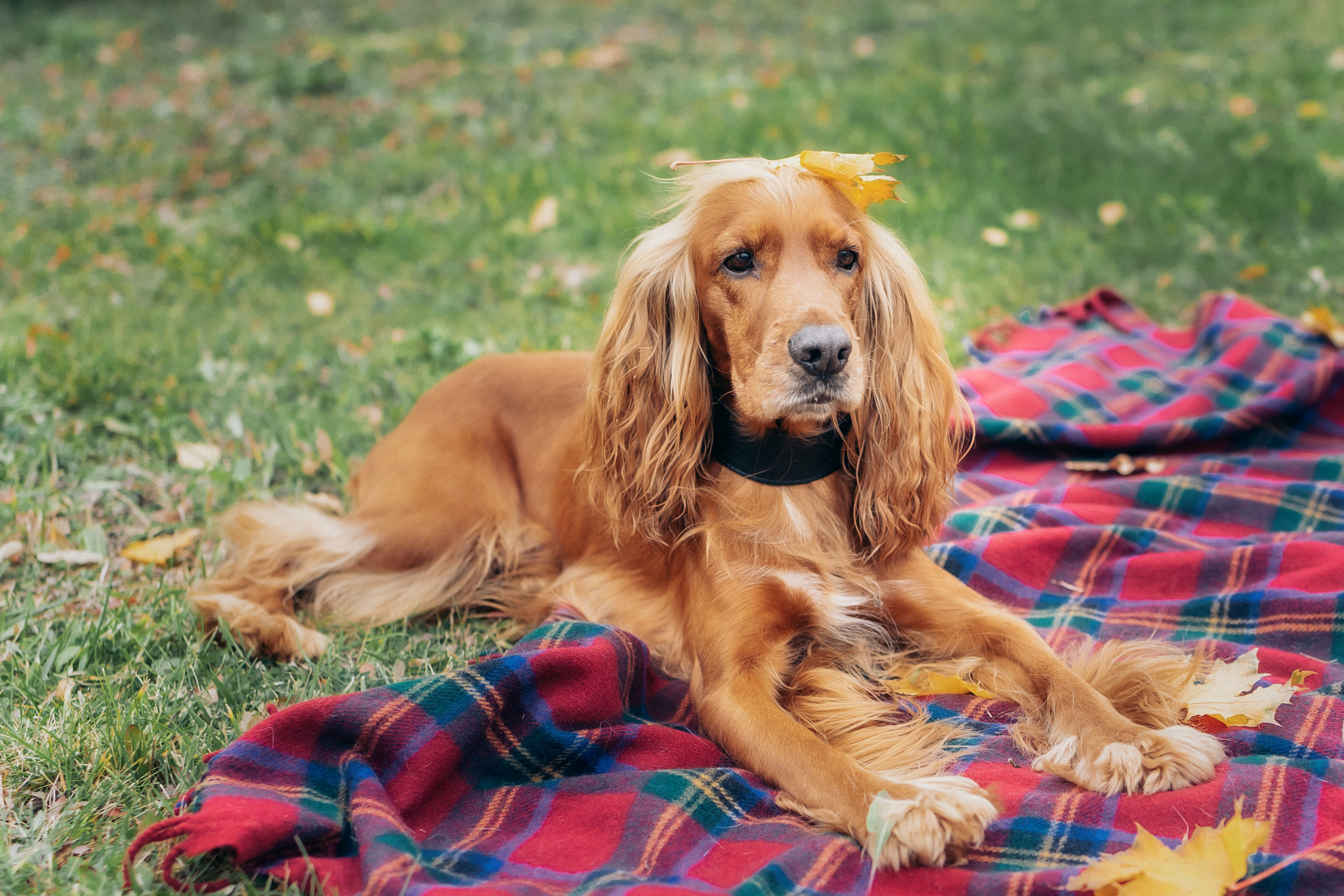 Осенняя фотосессия. Церковный фотограф на Таинство Крещения и Венчания в Оренбурге и Оренбургской области Екатерина Белкина