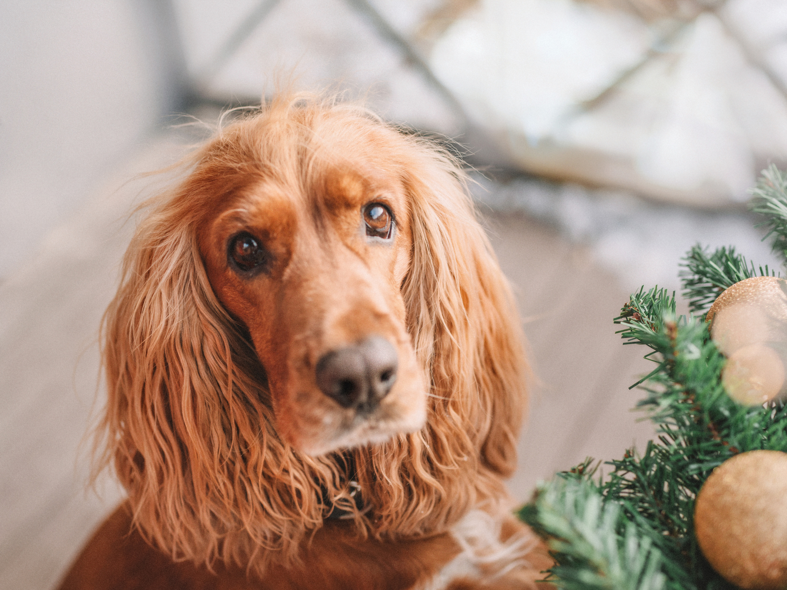 Новогодняя фотосессия для Кати и Марвела. Церковный фотограф на Таинство Крещения и Венчания в Оренбурге и Оренбургской области Екатерина Белкина