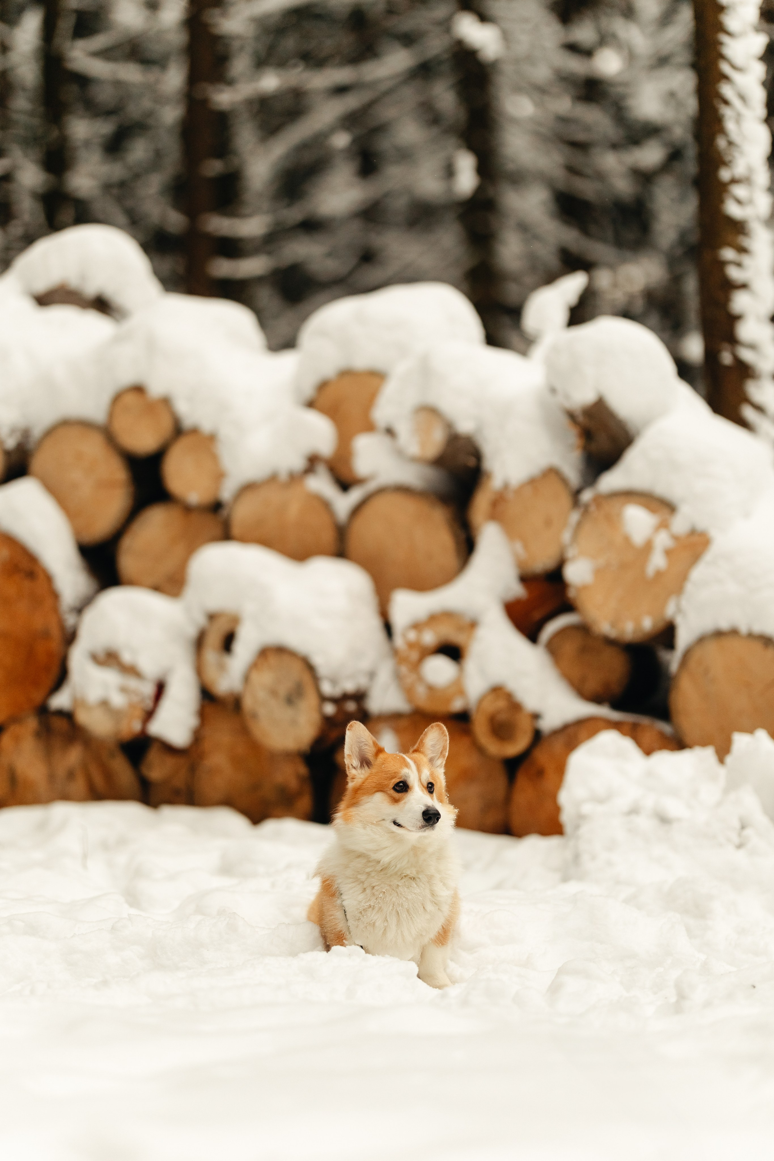 Ирина и малыш Бакс. Ирина Бешляга. Фотограф в Москве и по всей России