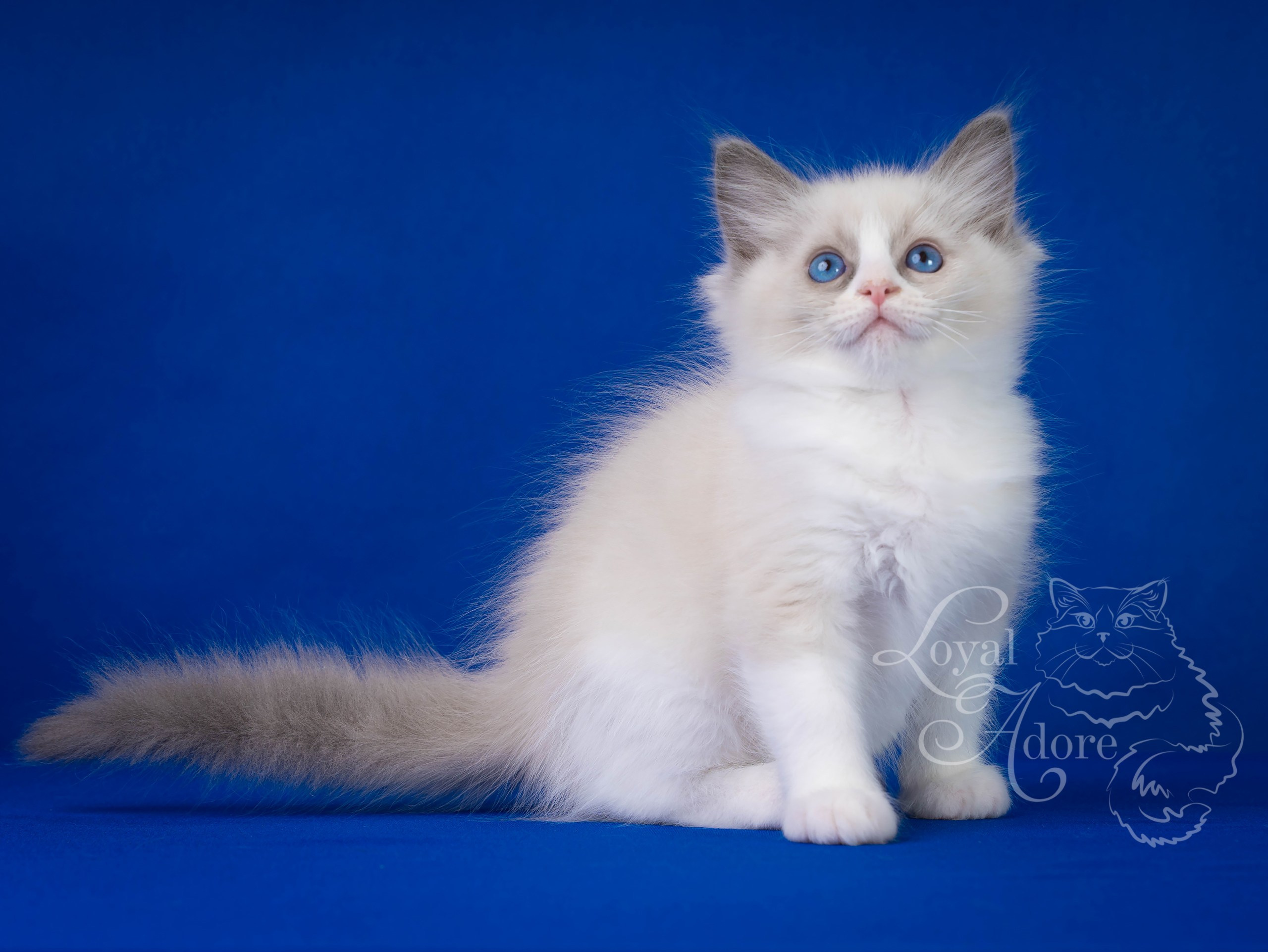 Котята рэгдолл от Loyal Adore. Питомник рэгдолл Loyal Adore