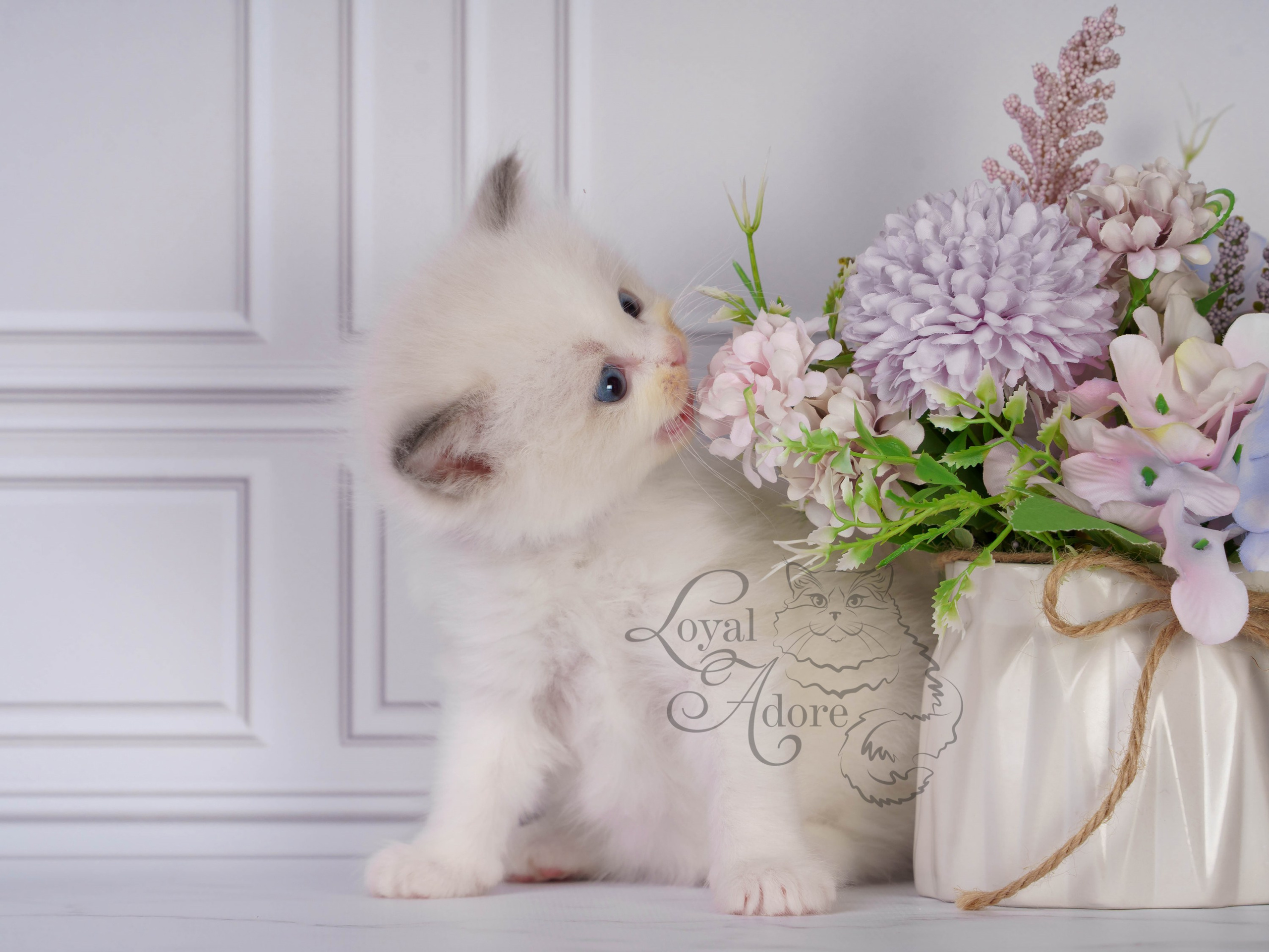 Котята рэгдолл от Loyal Adore. Питомник рэгдолл Loyal Adore