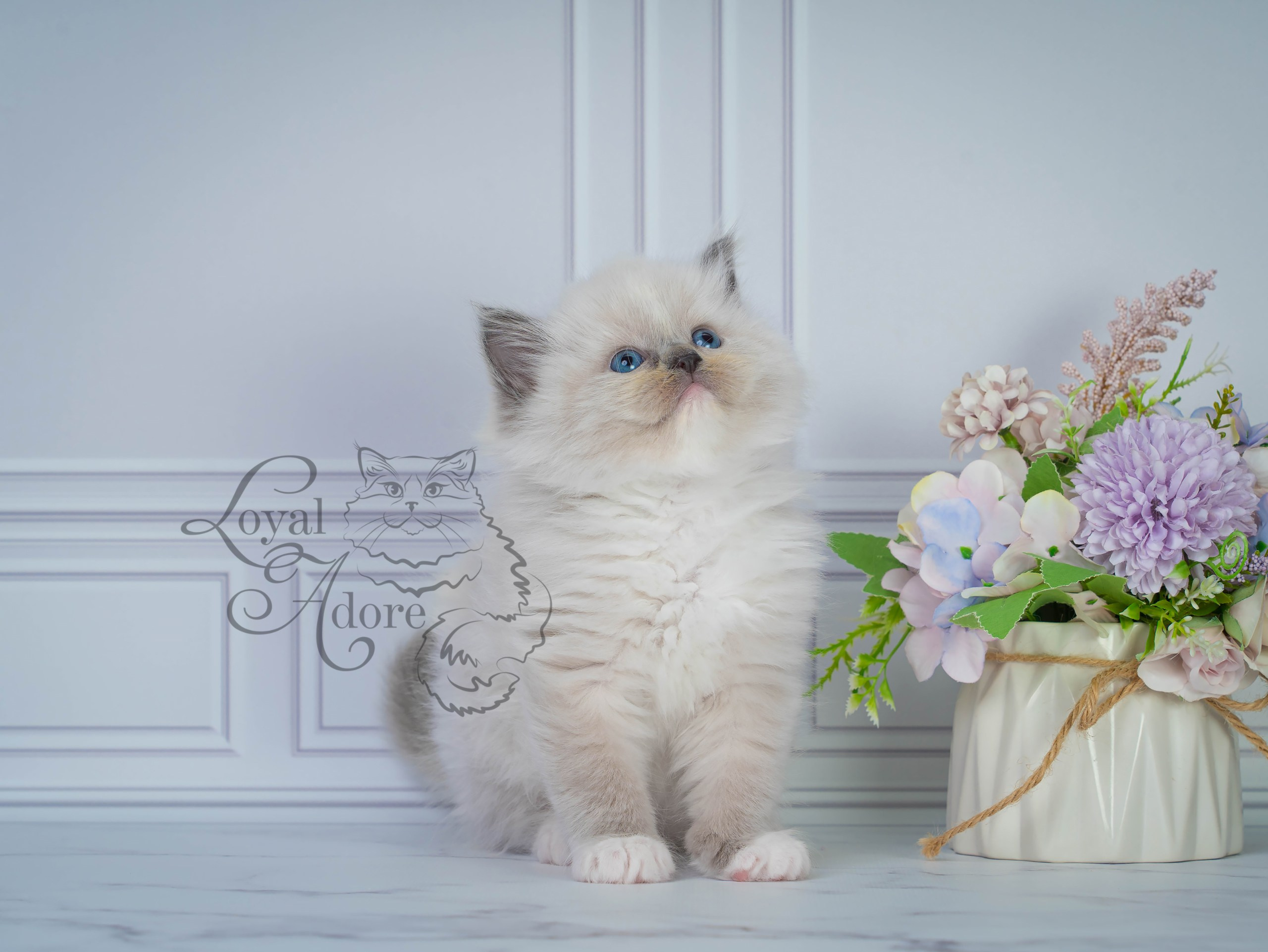 Котята рэгдолл от Loyal Adore. Питомник рэгдолл Loyal Adore