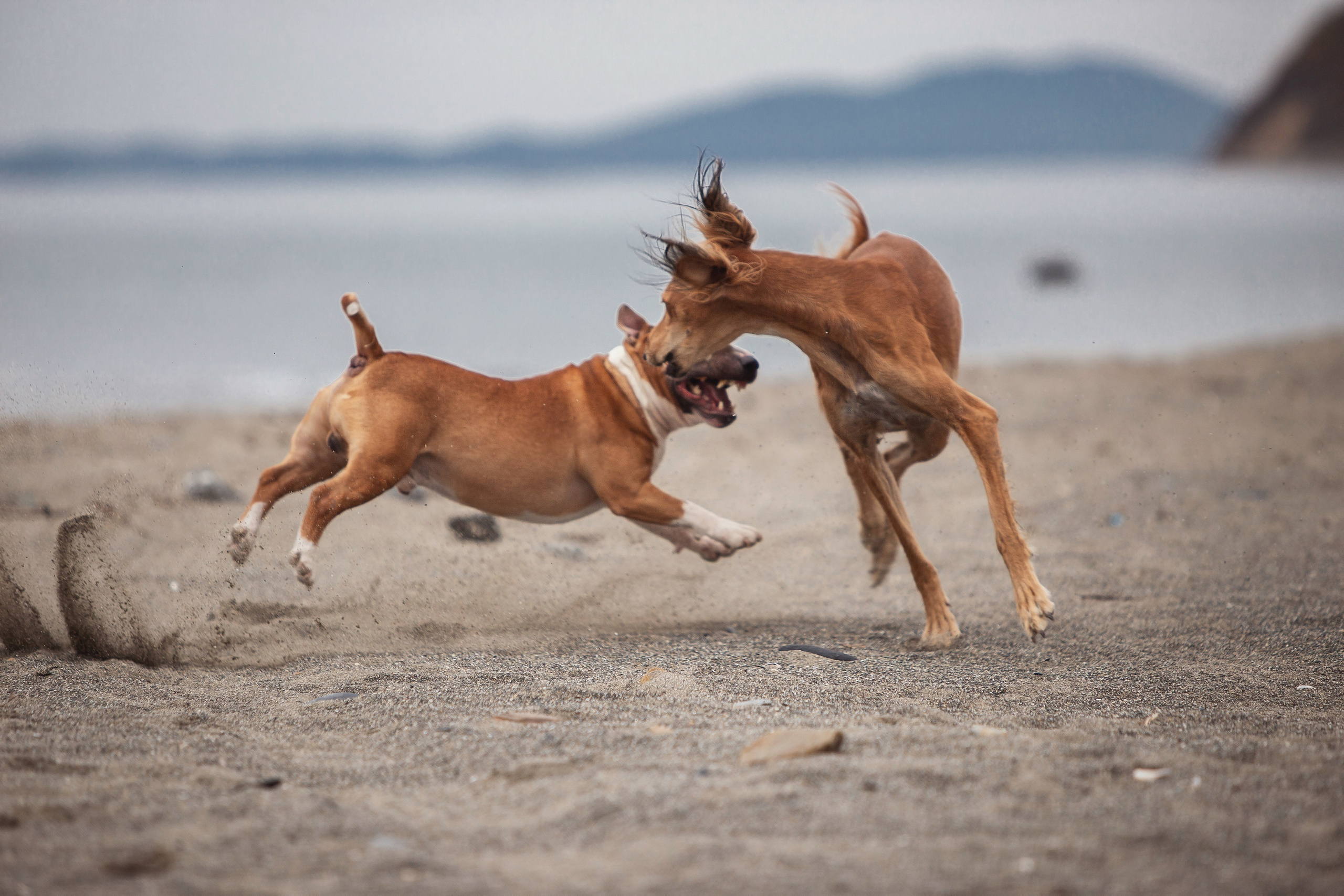 Экстерьерная Съёмка. Семейный фотограф анималист г. Находка