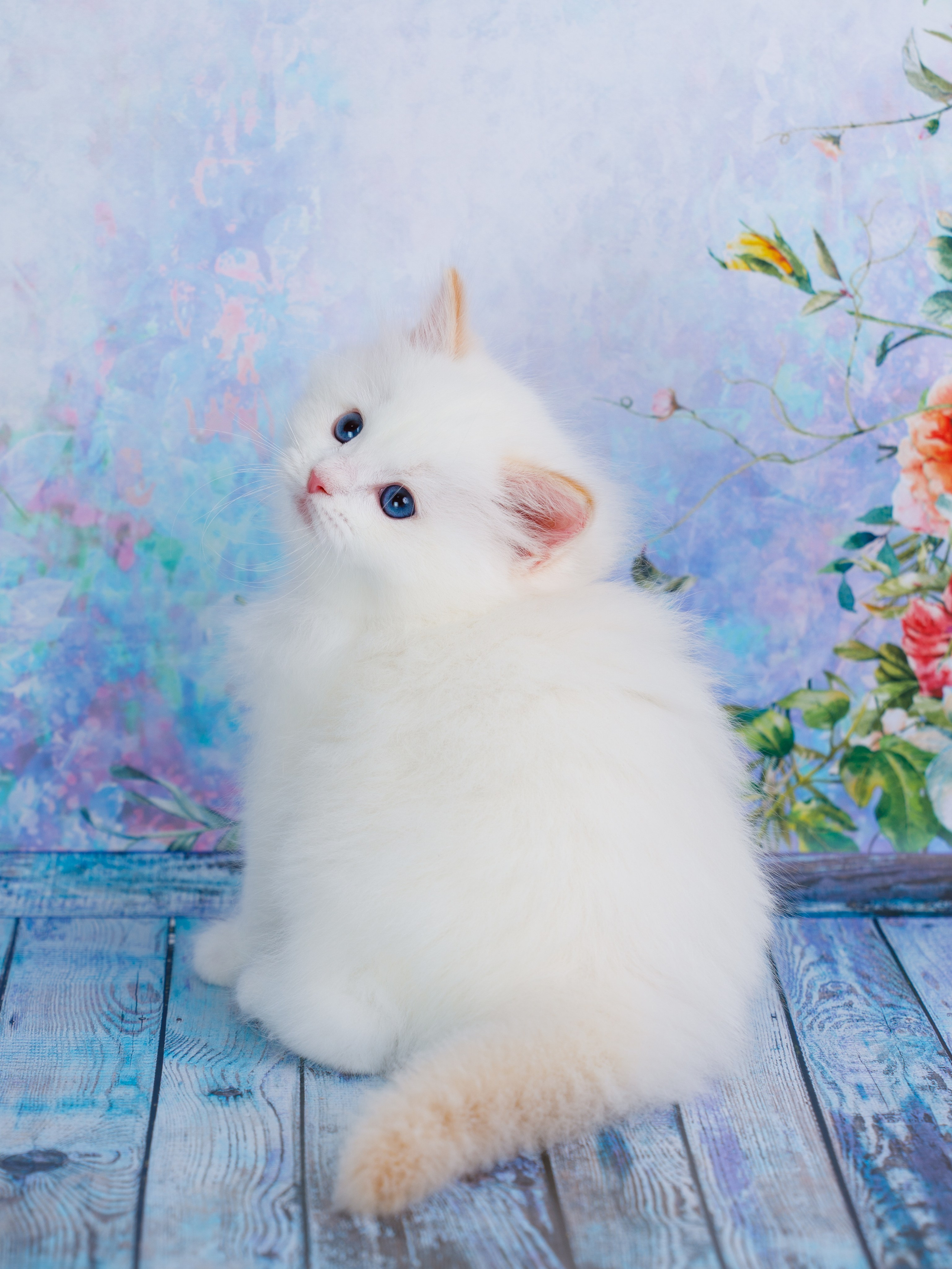 Котята рэгдолл от Loyal Adore. Питомник рэгдолл Loyal Adore