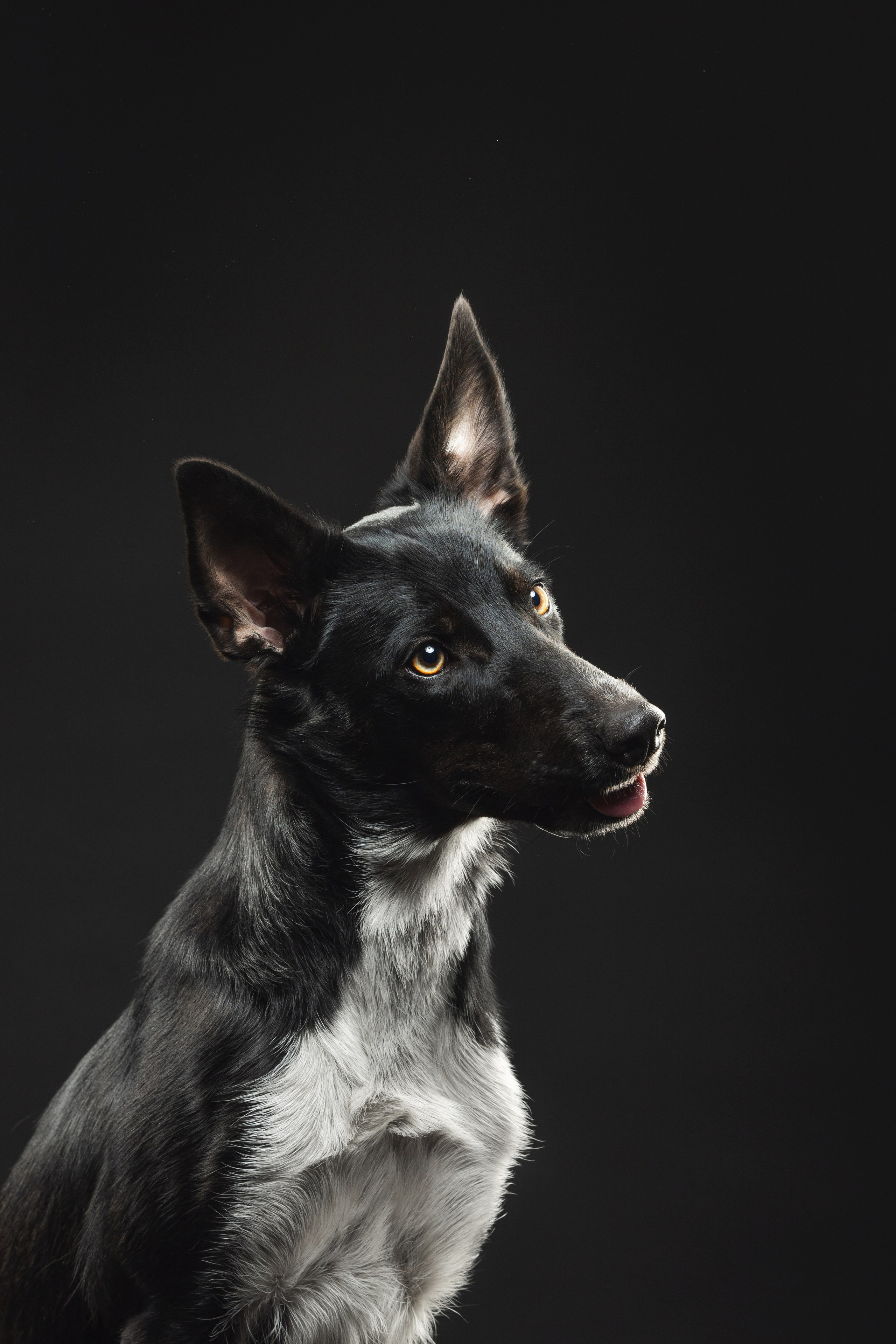 Бордер колли. Фотограф анималист Осипчикова Мария