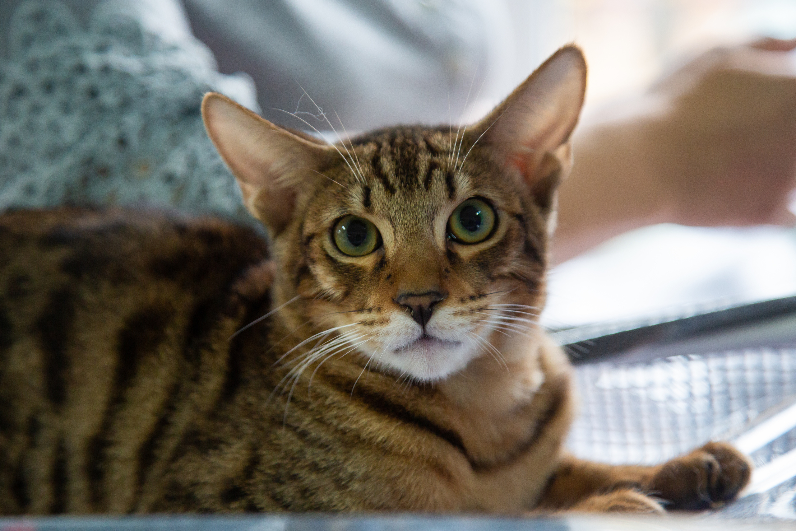 Felis 2018. Фотограф Сонкина Татьяна