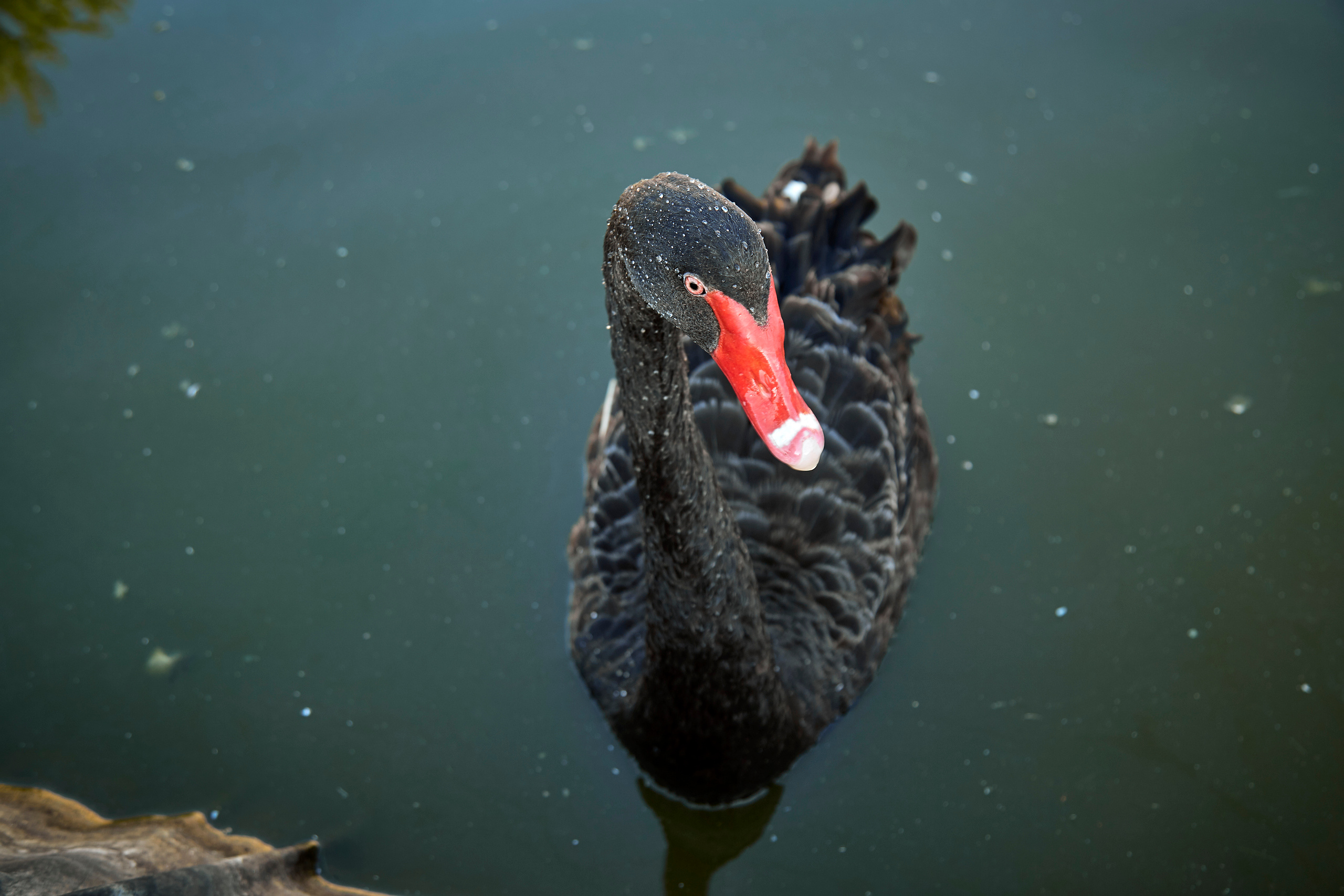 Зоопарк "Планета обезьян". Photographer Sonkina Tatiana (Tanya Ash)