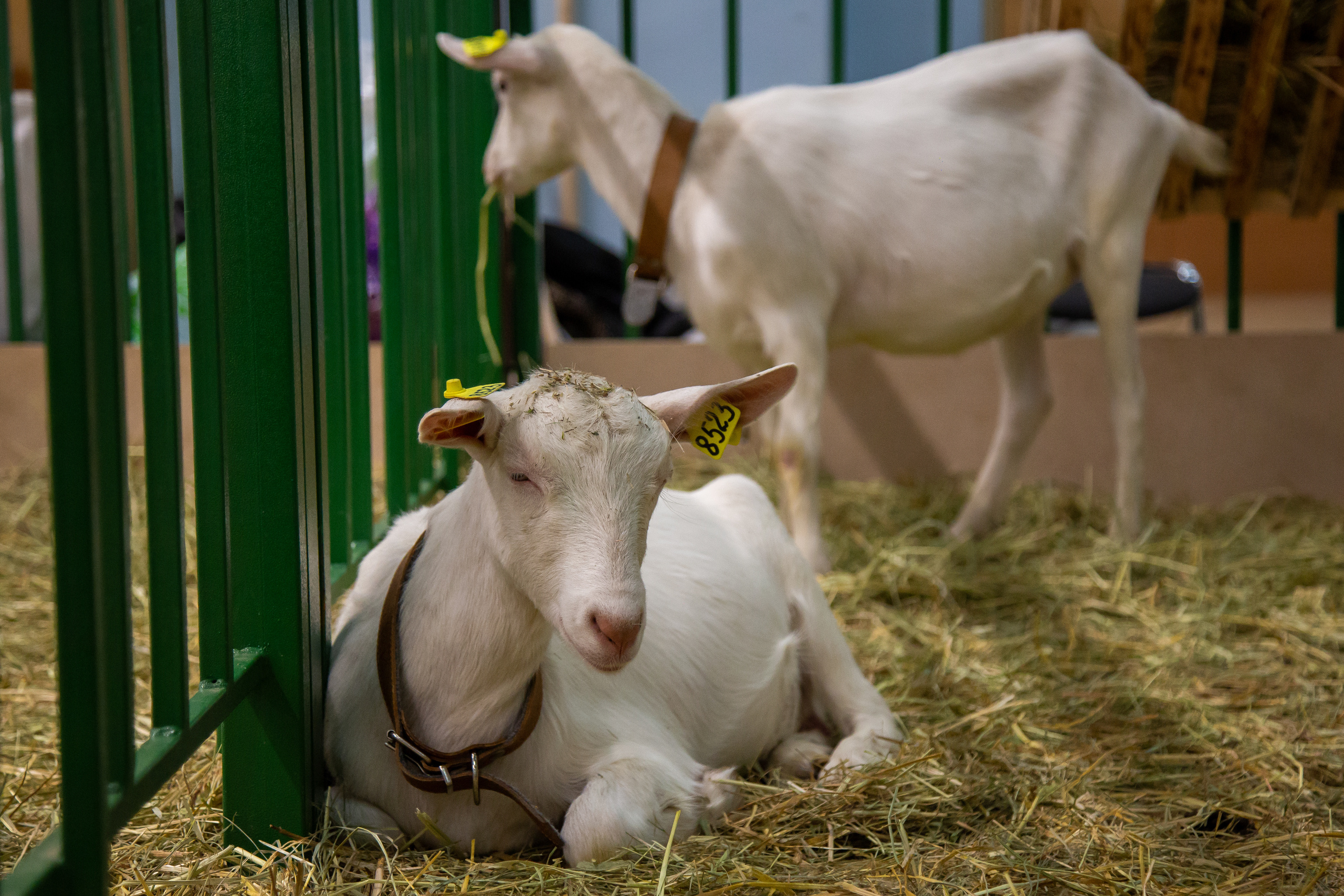 Выставка "Золотая осень". Photographer Sonkina Tatiana (Tanya Ash)