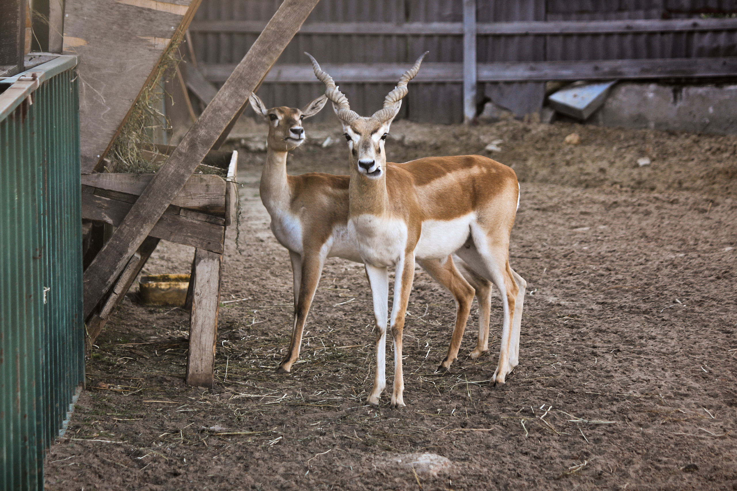 Зоопарк "Планета обезьян". Photographer Sonkina Tatiana (Tanya Ash)