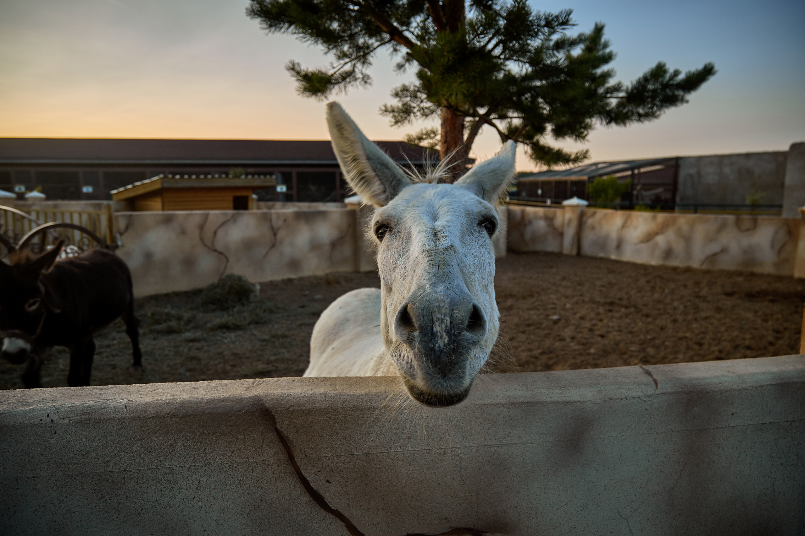Зоопарк "Планета обезьян". Photographer Sonkina Tatiana (Tanya Ash)