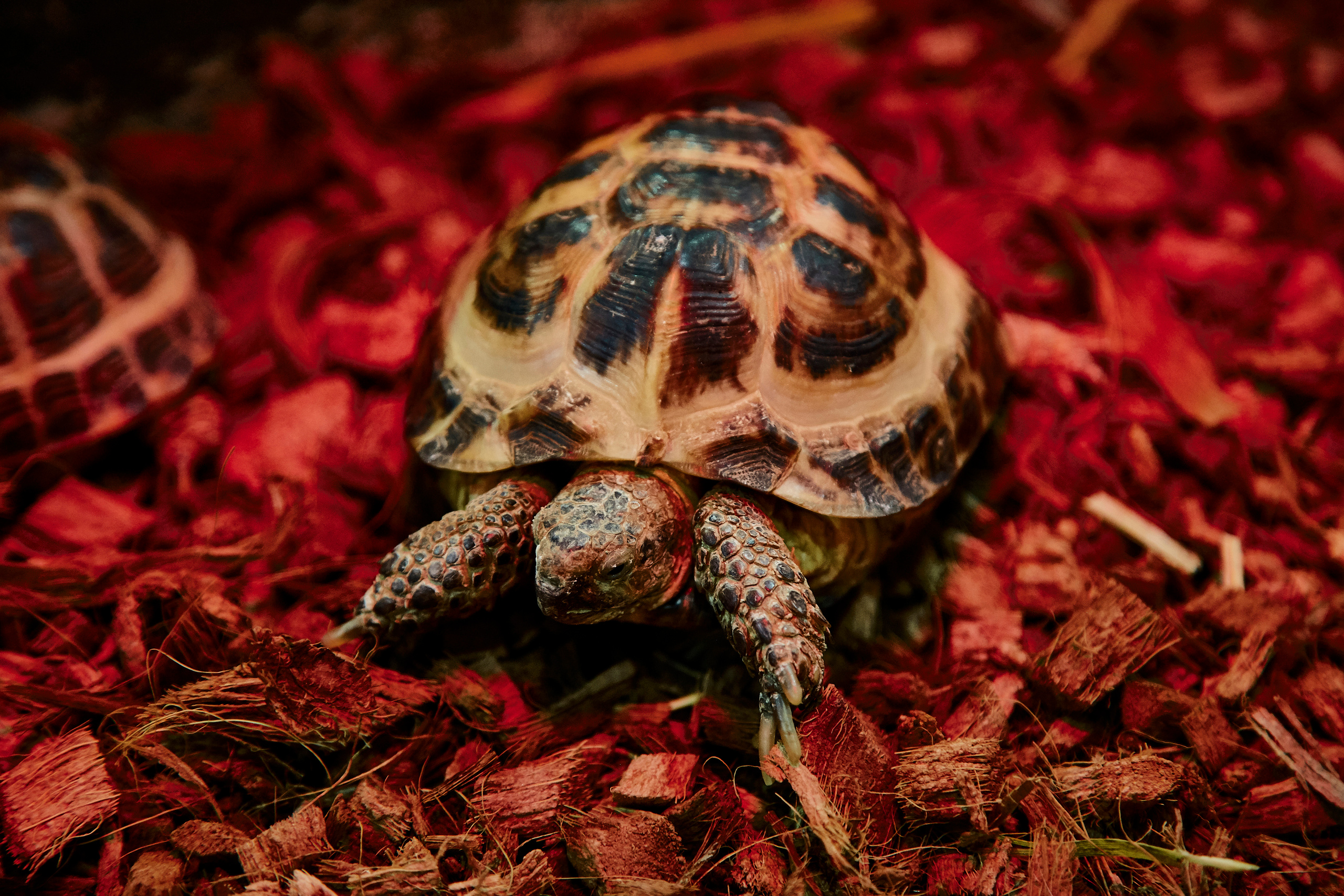 Контактный зоопарк "Белый Кенгуру". Фотограф Сонкина Татьяна