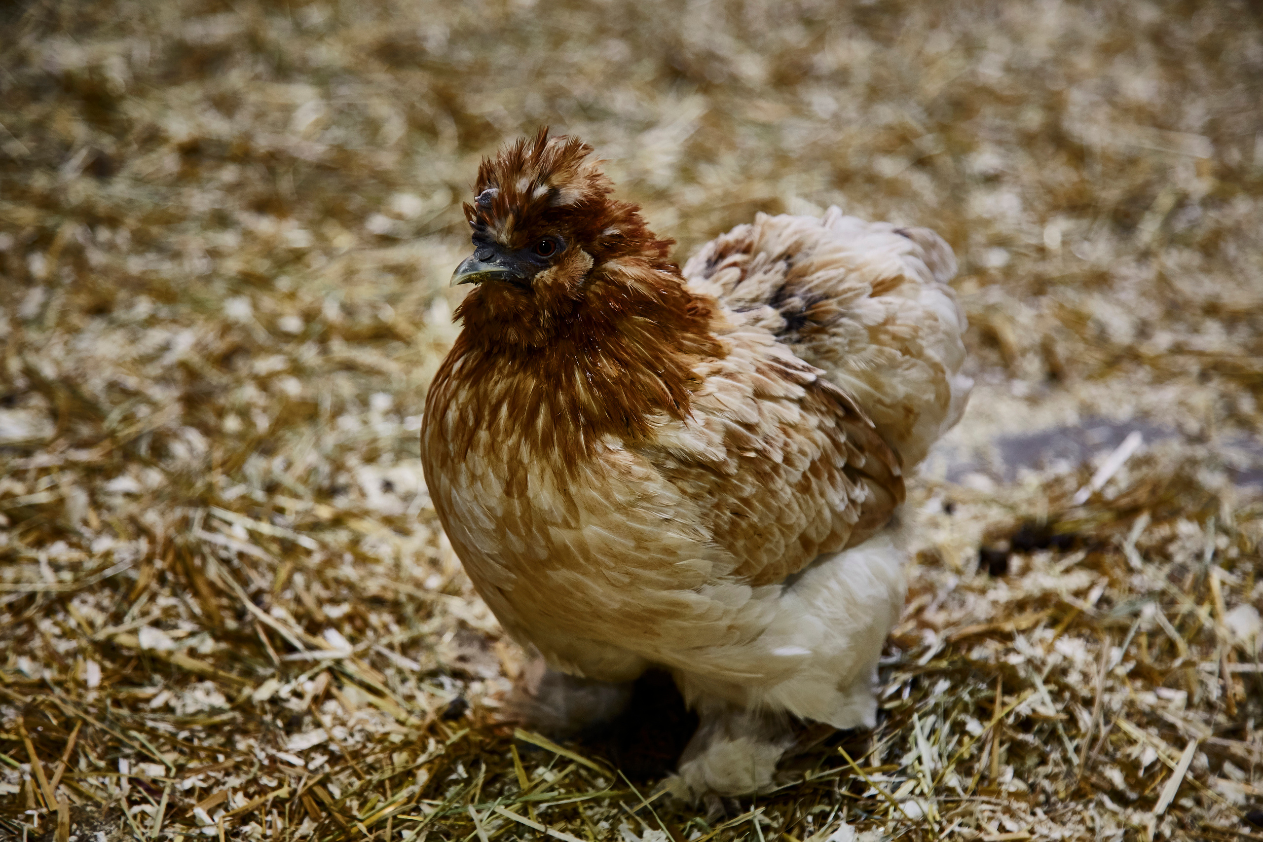 Контактный зоопарк "Белый Кенгуру". Фотограф Сонкина Татьяна