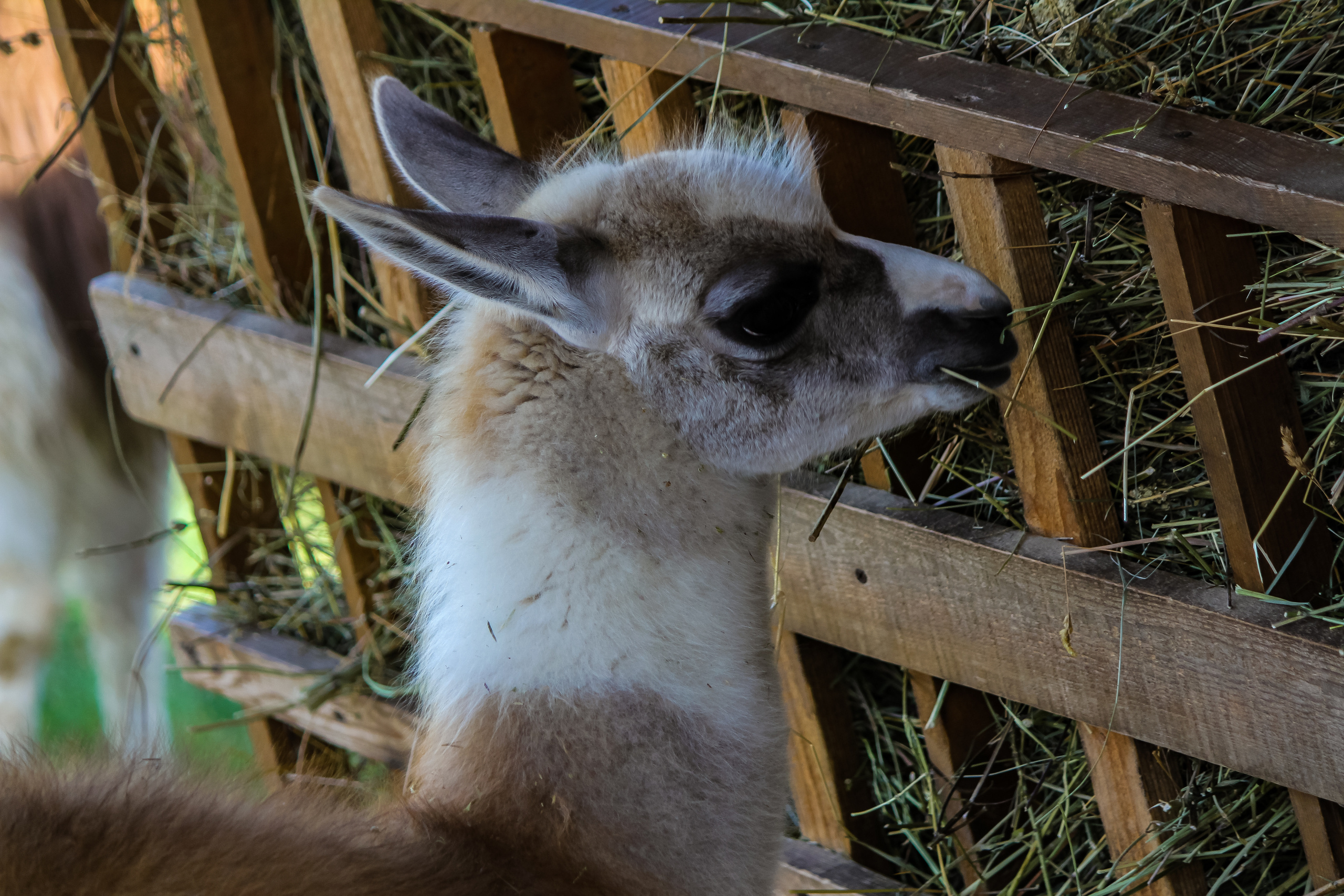 Экзотик Парк. Фотограф Сонкина Татьяна