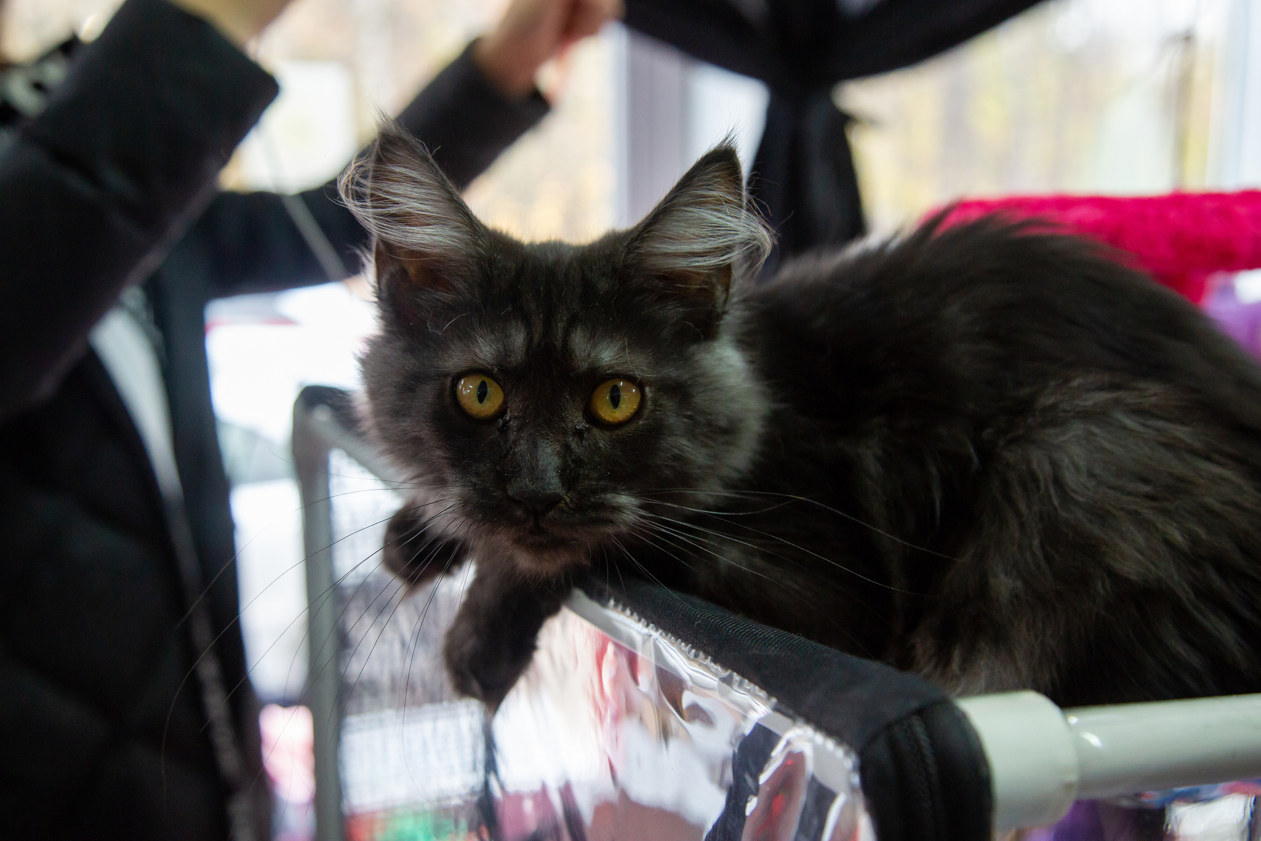 Felis 2018. Фотограф Сонкина Татьяна