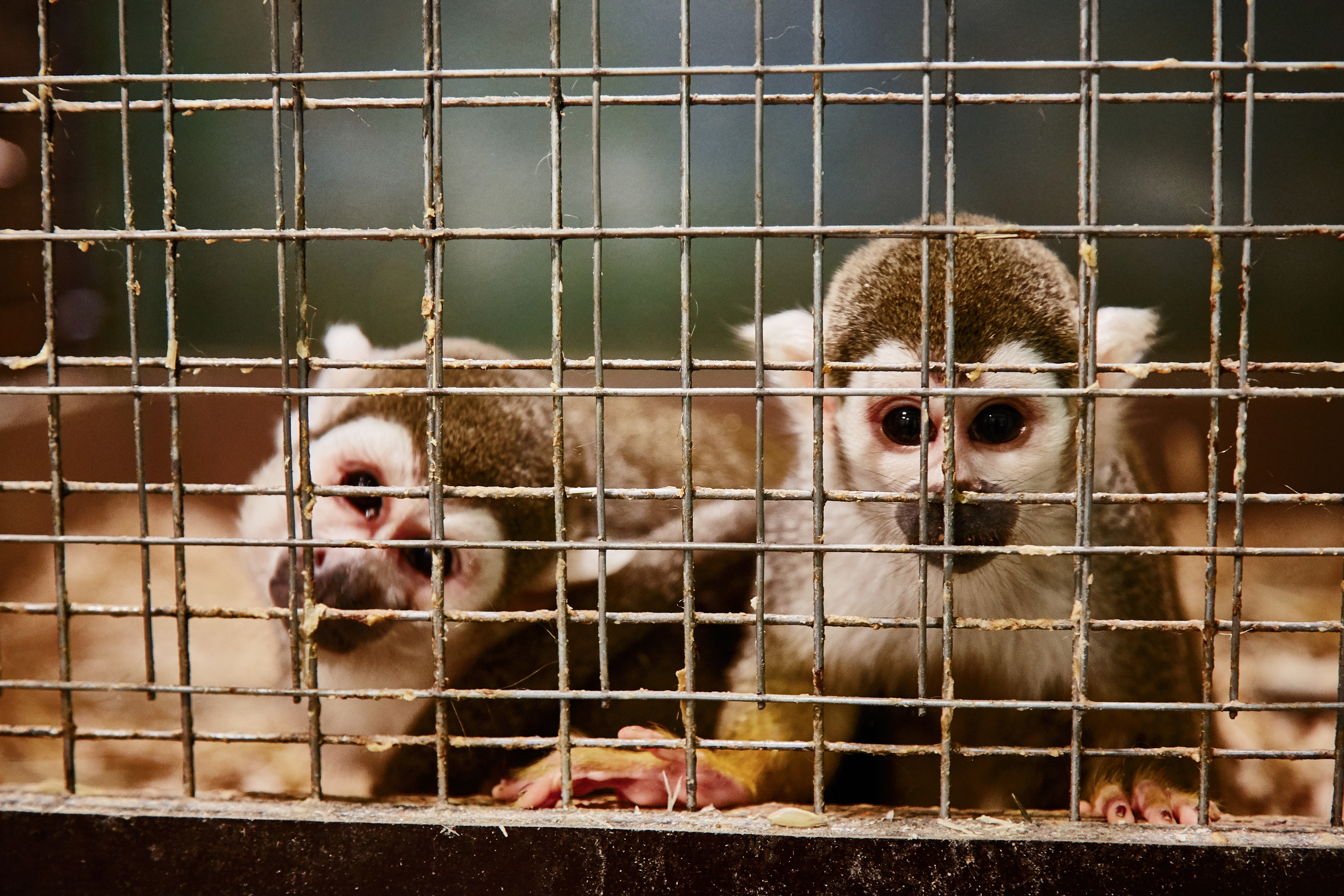 Контактный зоопарк "Белый Кенгуру". Фотограф Сонкина Татьяна