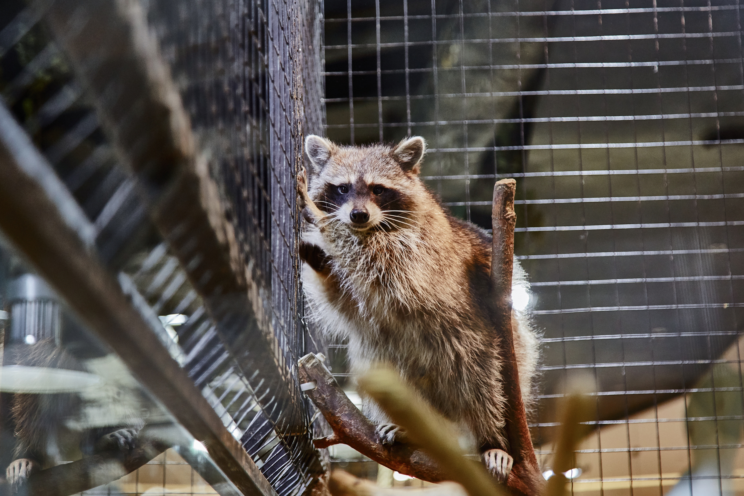 Контактный зоопарк "Белый Кенгуру". Фотограф Сонкина Татьяна