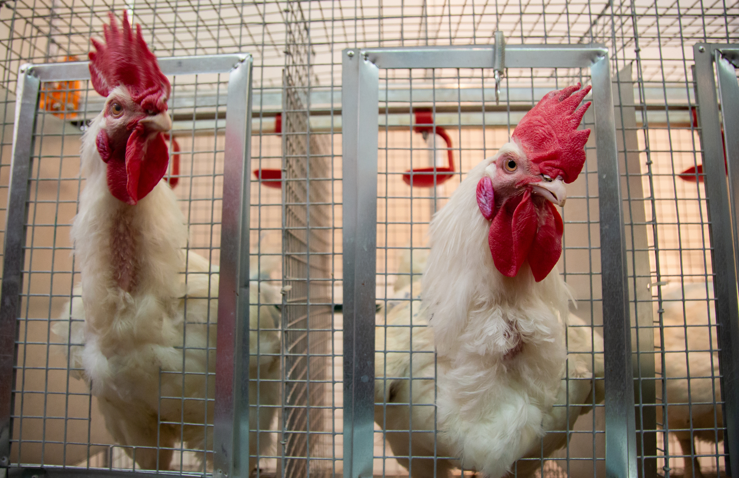 Выставка "Золотая осень". Photographer Sonkina Tatiana (Tanya Ash)