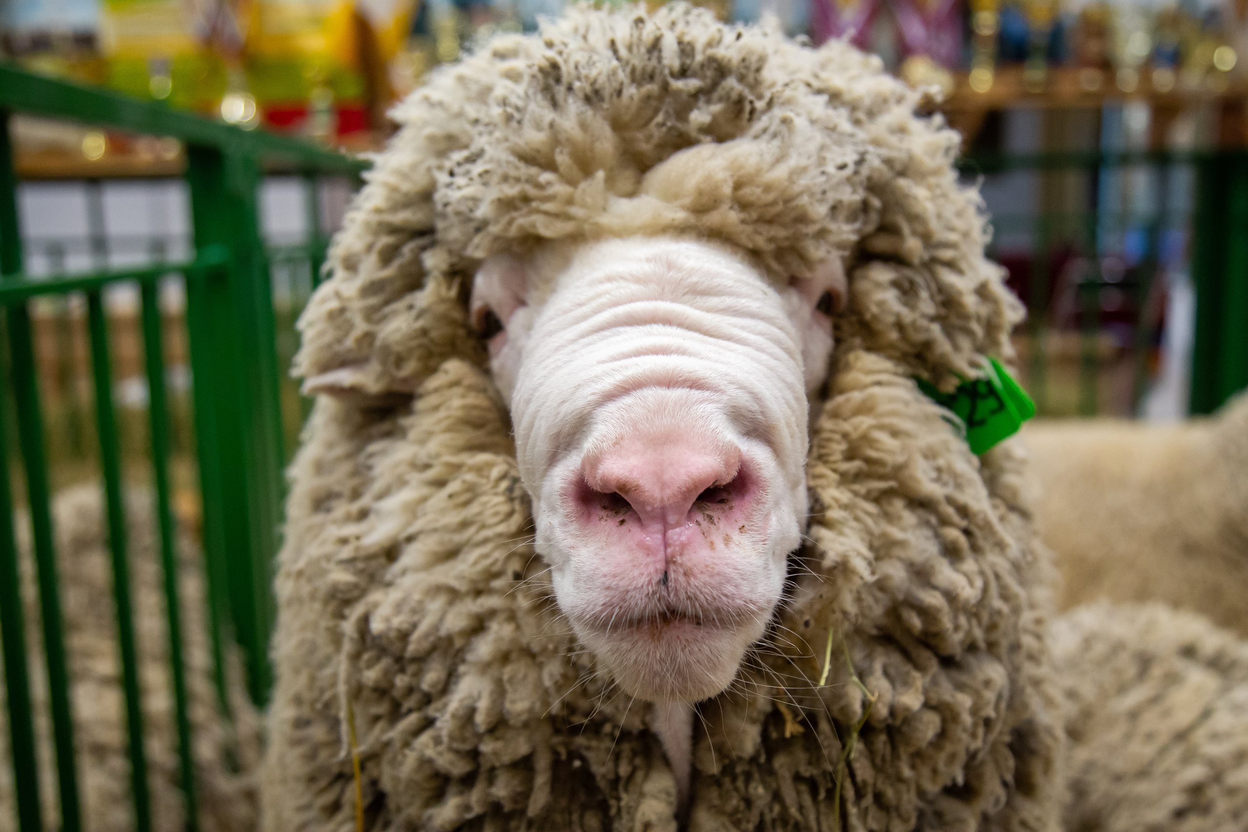 Выставка "Золотая осень". Photographer Sonkina Tatiana (Tanya Ash)