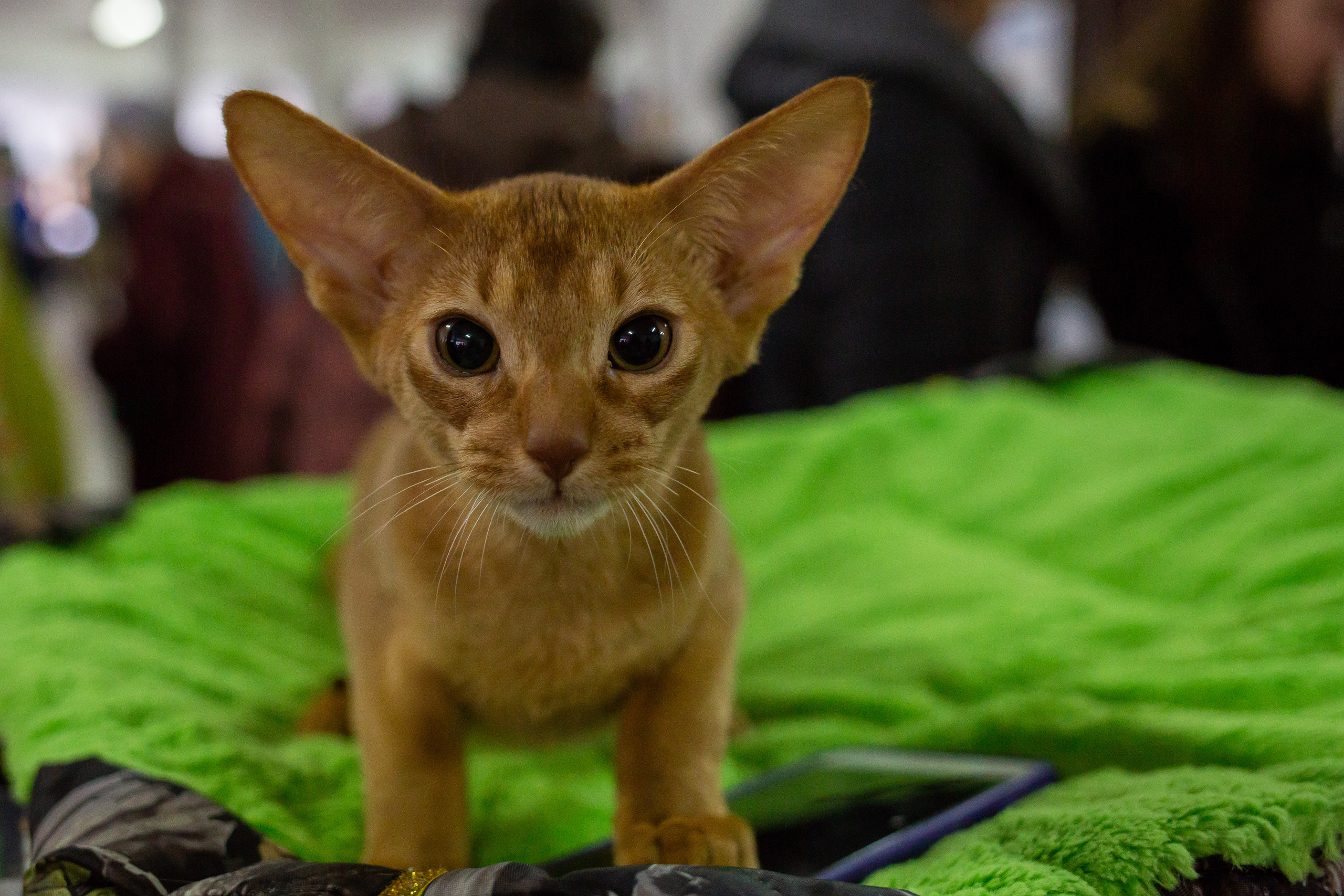 Felis 2018. Фотограф Сонкина Татьяна