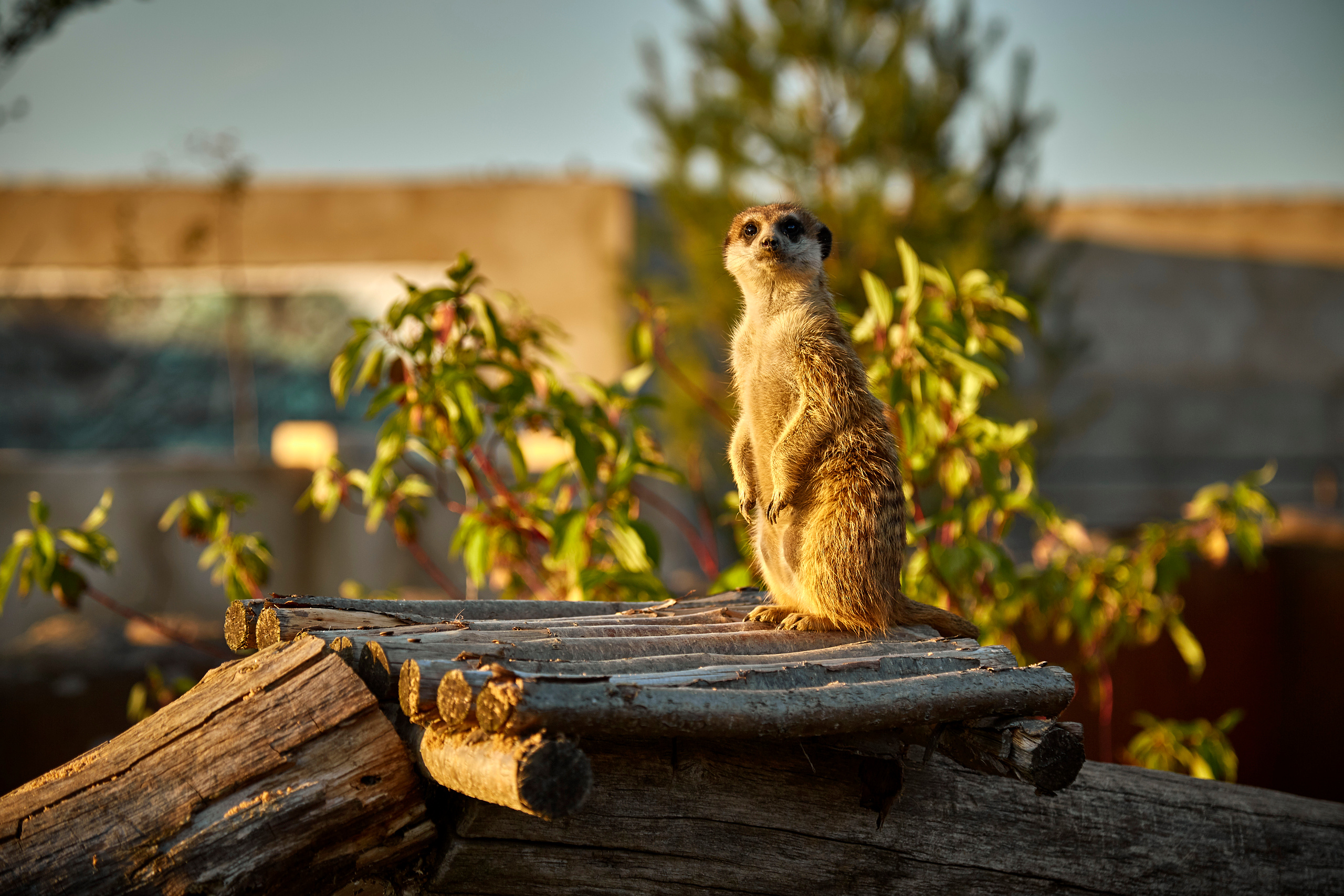 Зоопарк "Планета обезьян". Photographer Sonkina Tatiana (Tanya Ash)