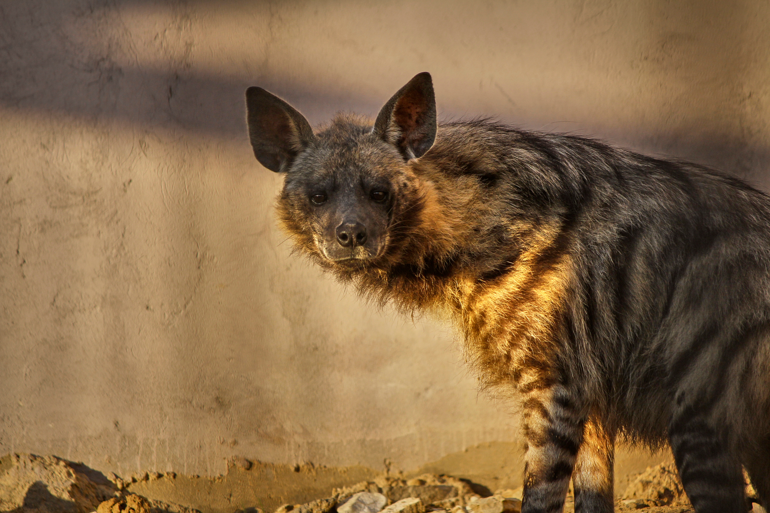 Зоопарк "Планета обезьян". Photographer Sonkina Tatiana (Tanya Ash)