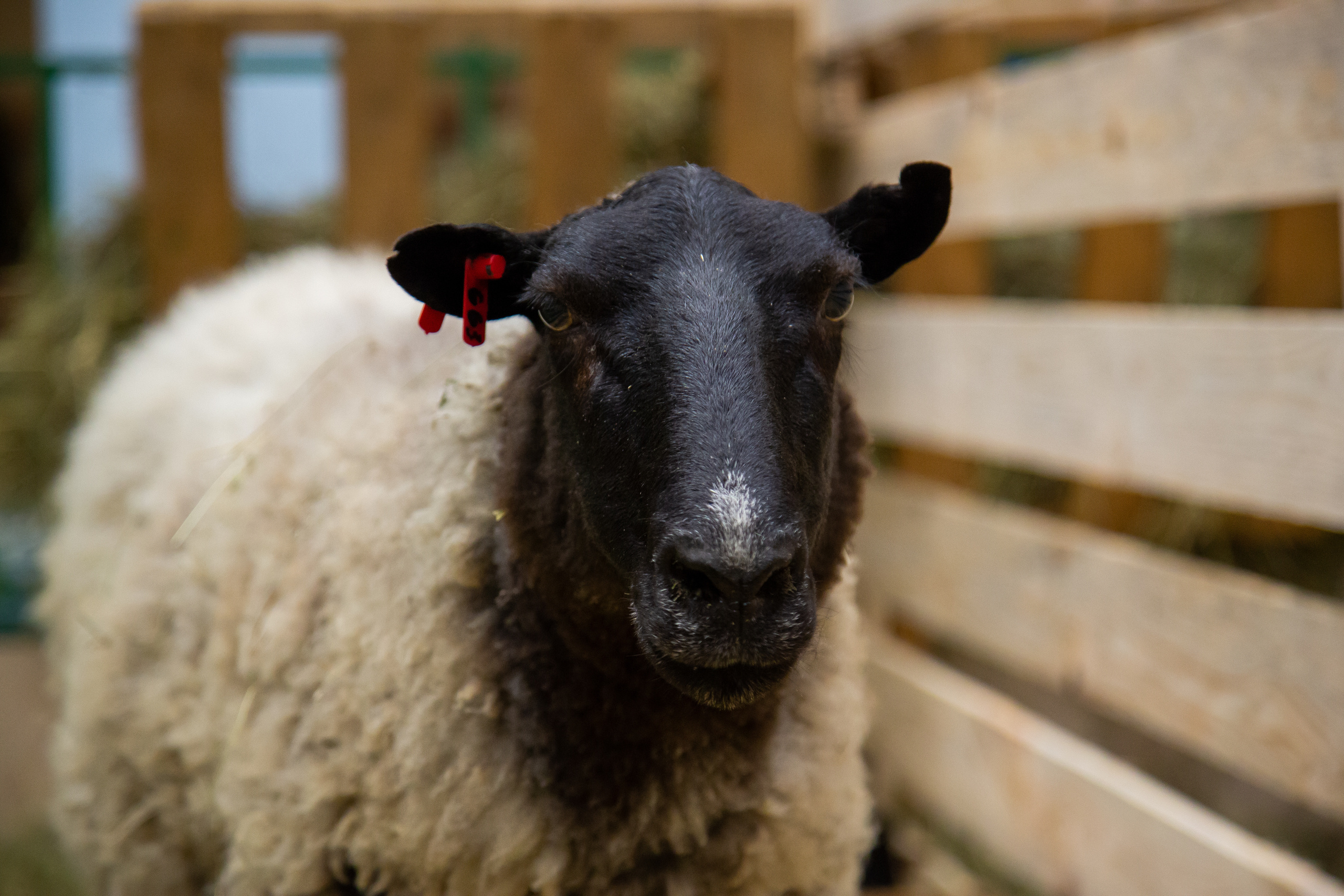 Выставка "Золотая осень". Photographer Sonkina Tatiana (Tanya Ash)