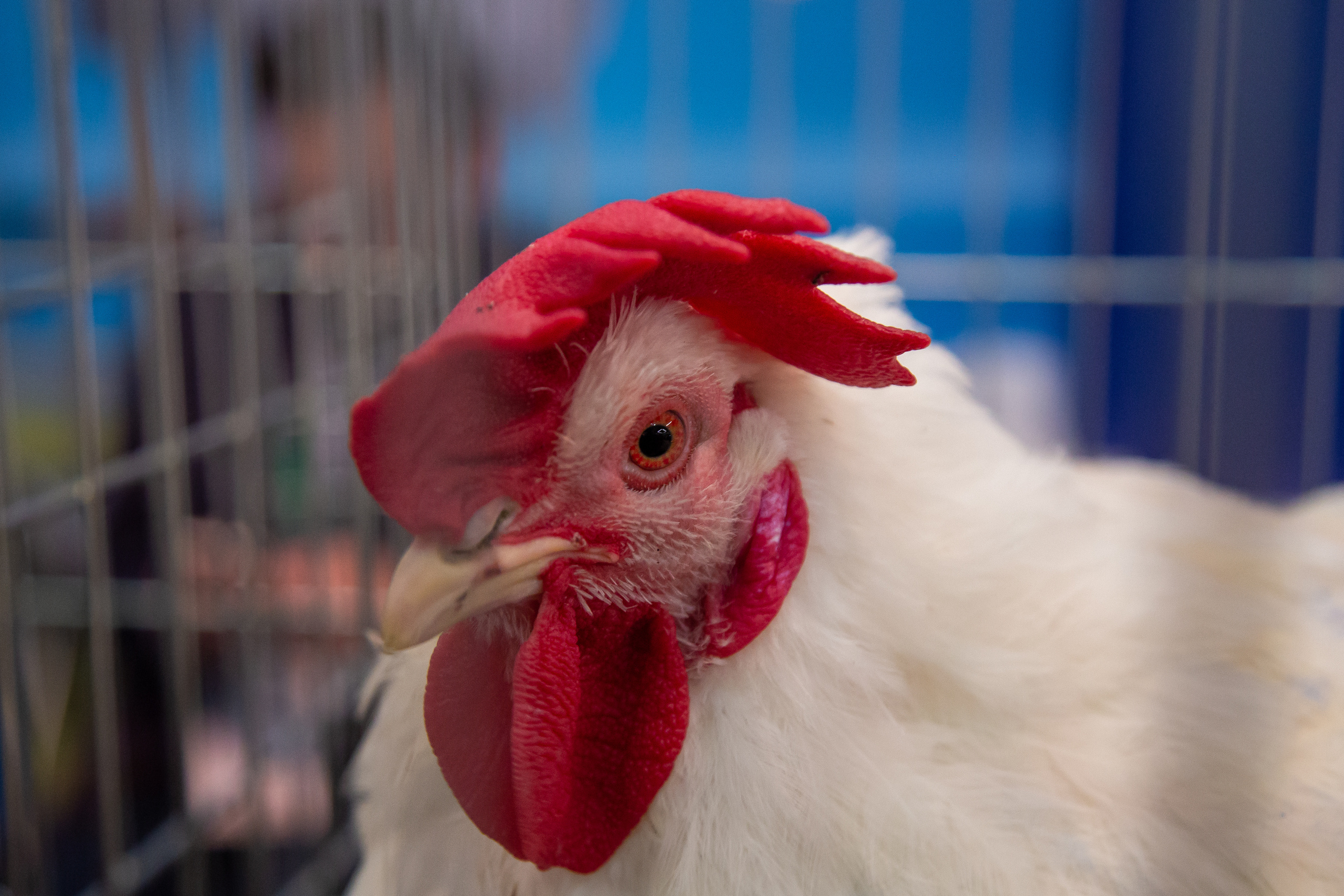 Выставка "Золотая осень". Photographer Sonkina Tatiana (Tanya Ash)