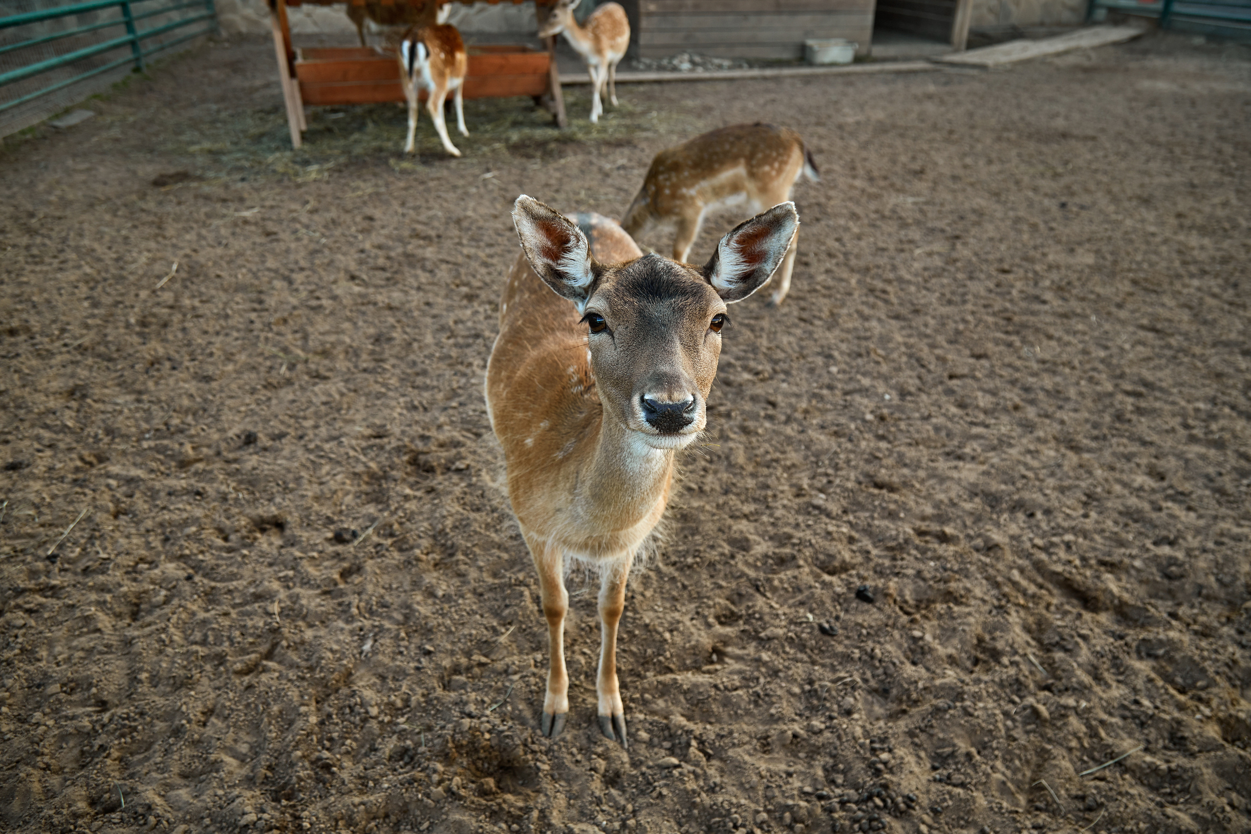 Зоопарк "Планета обезьян". Photographer Sonkina Tatiana (Tanya Ash)