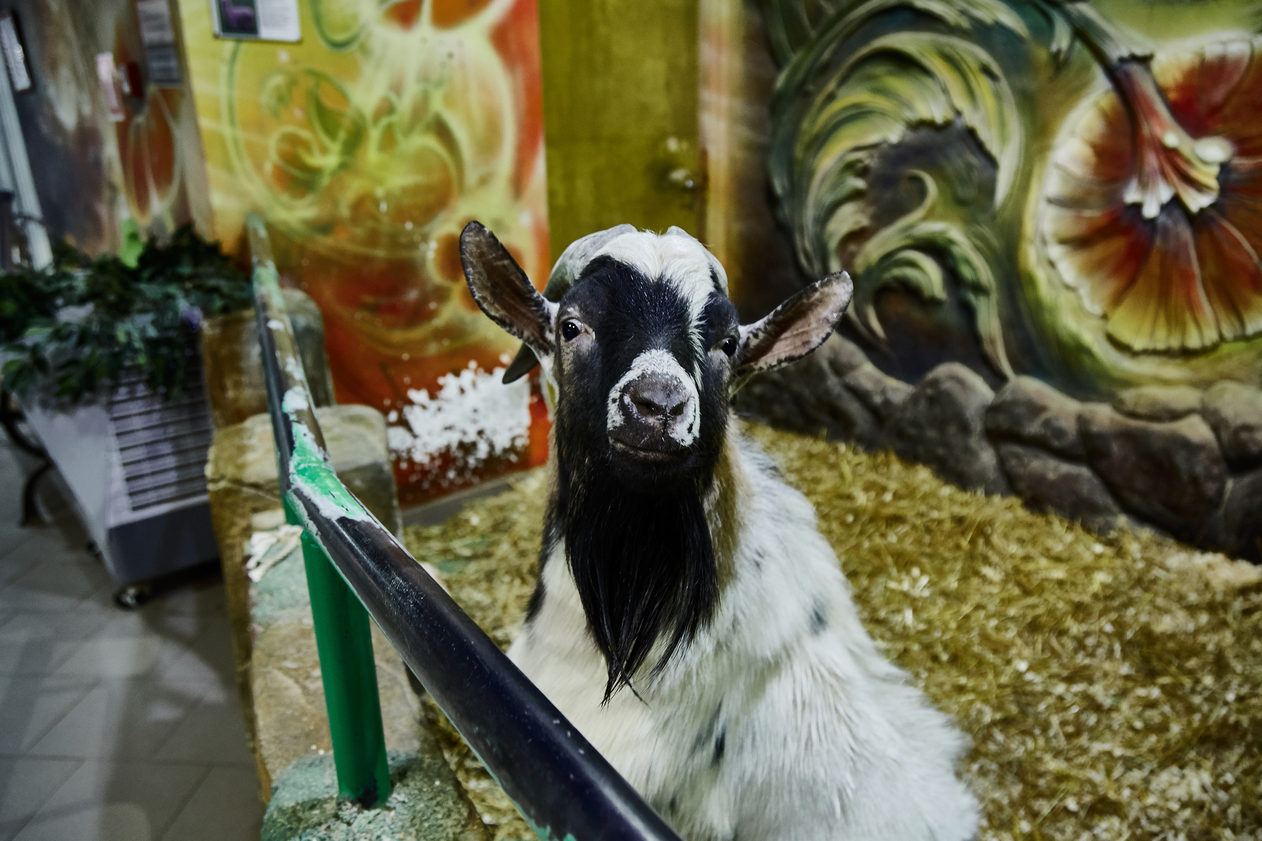 Контактный зоопарк "Белый Кенгуру". Фотограф Сонкина Татьяна