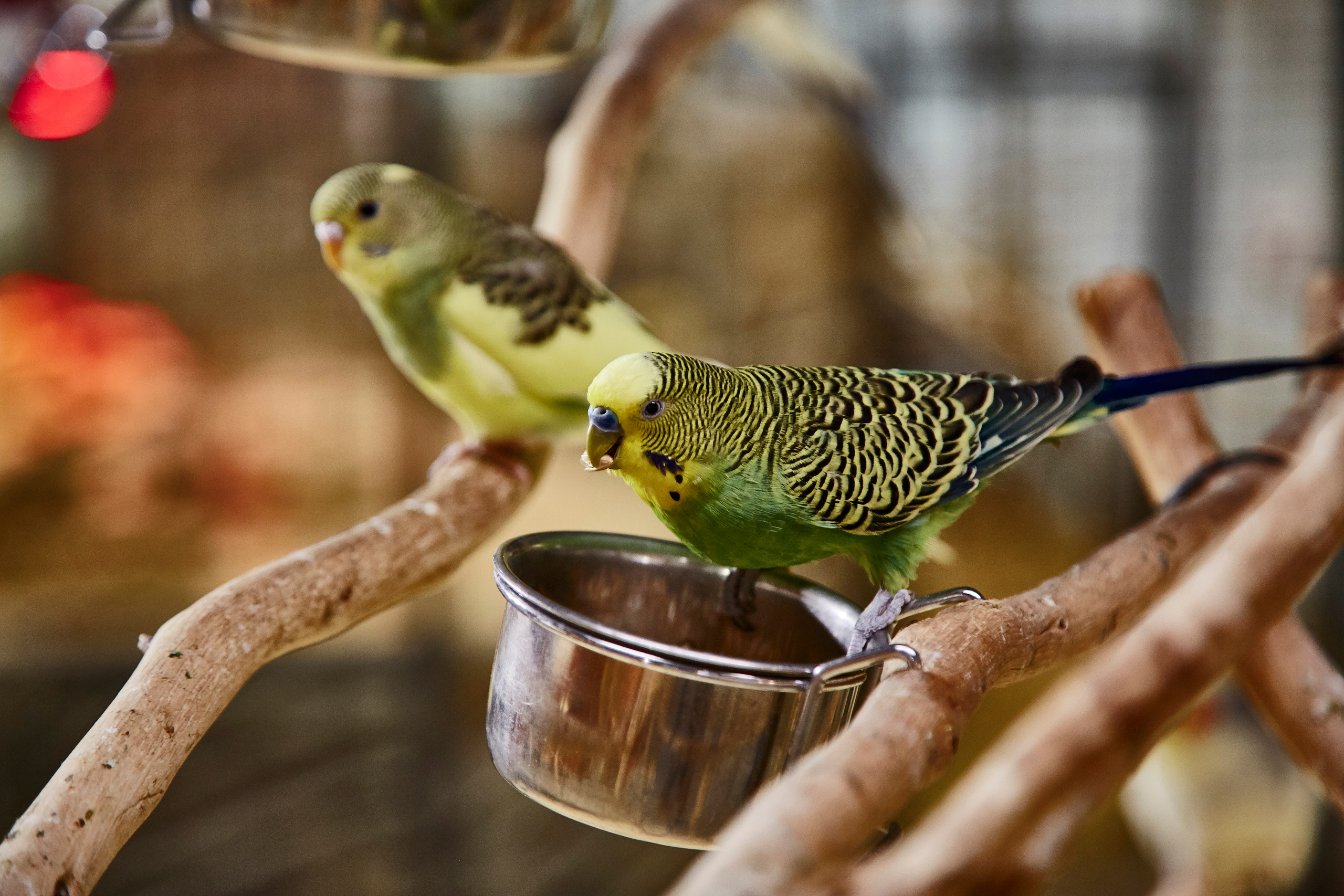 Контактный зоопарк "Белый Кенгуру". Фотограф Сонкина Татьяна