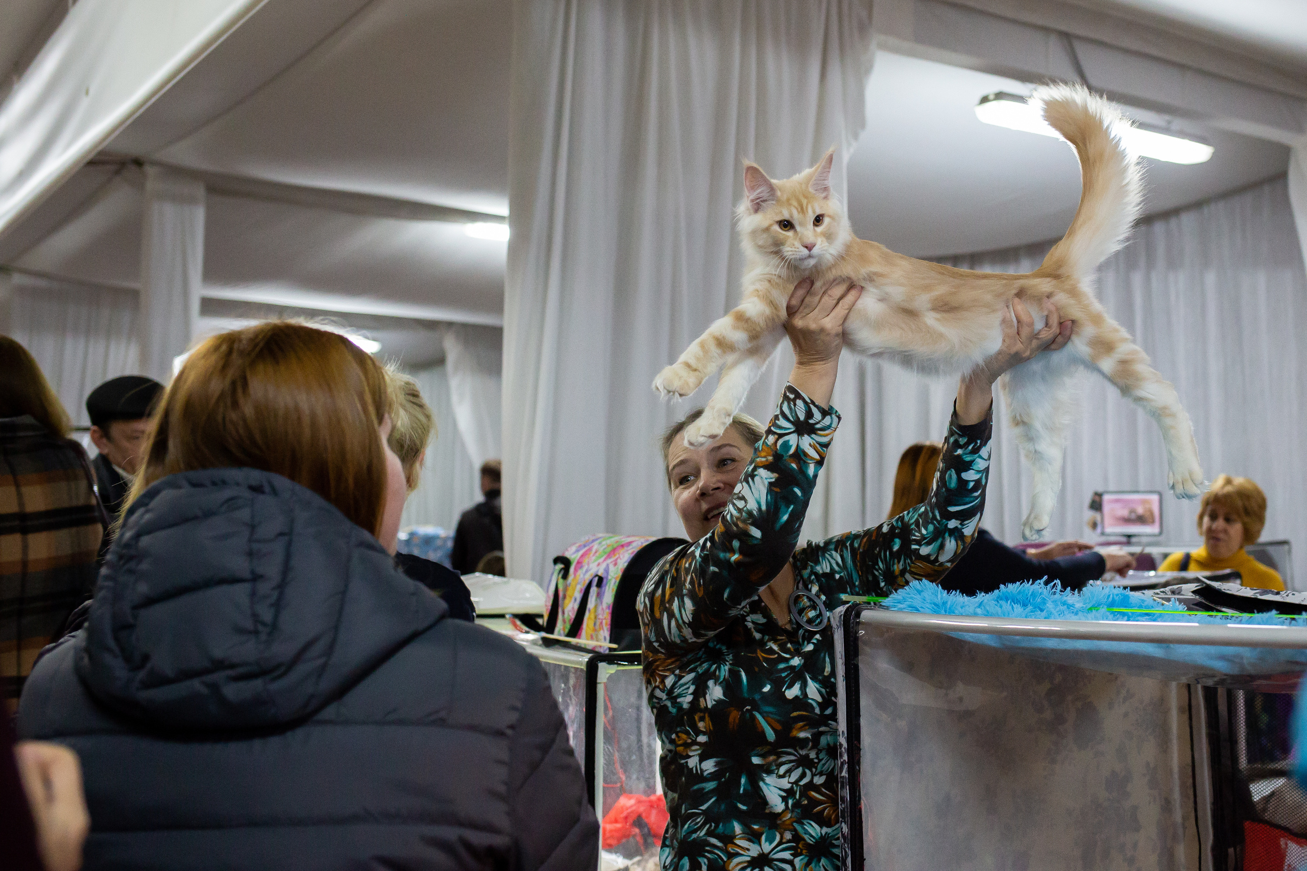 Felis 2018. Фотограф Сонкина Татьяна