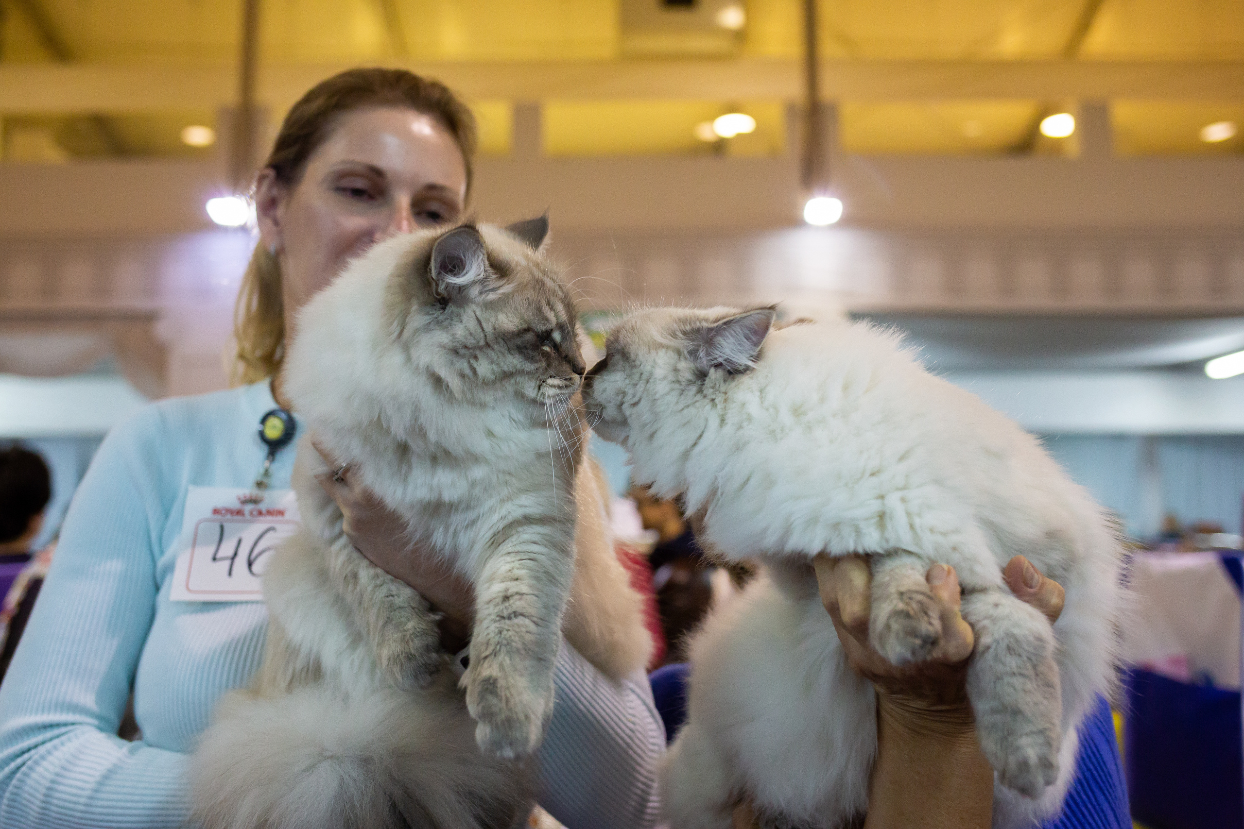 Felis 2018. Фотограф Сонкина Татьяна