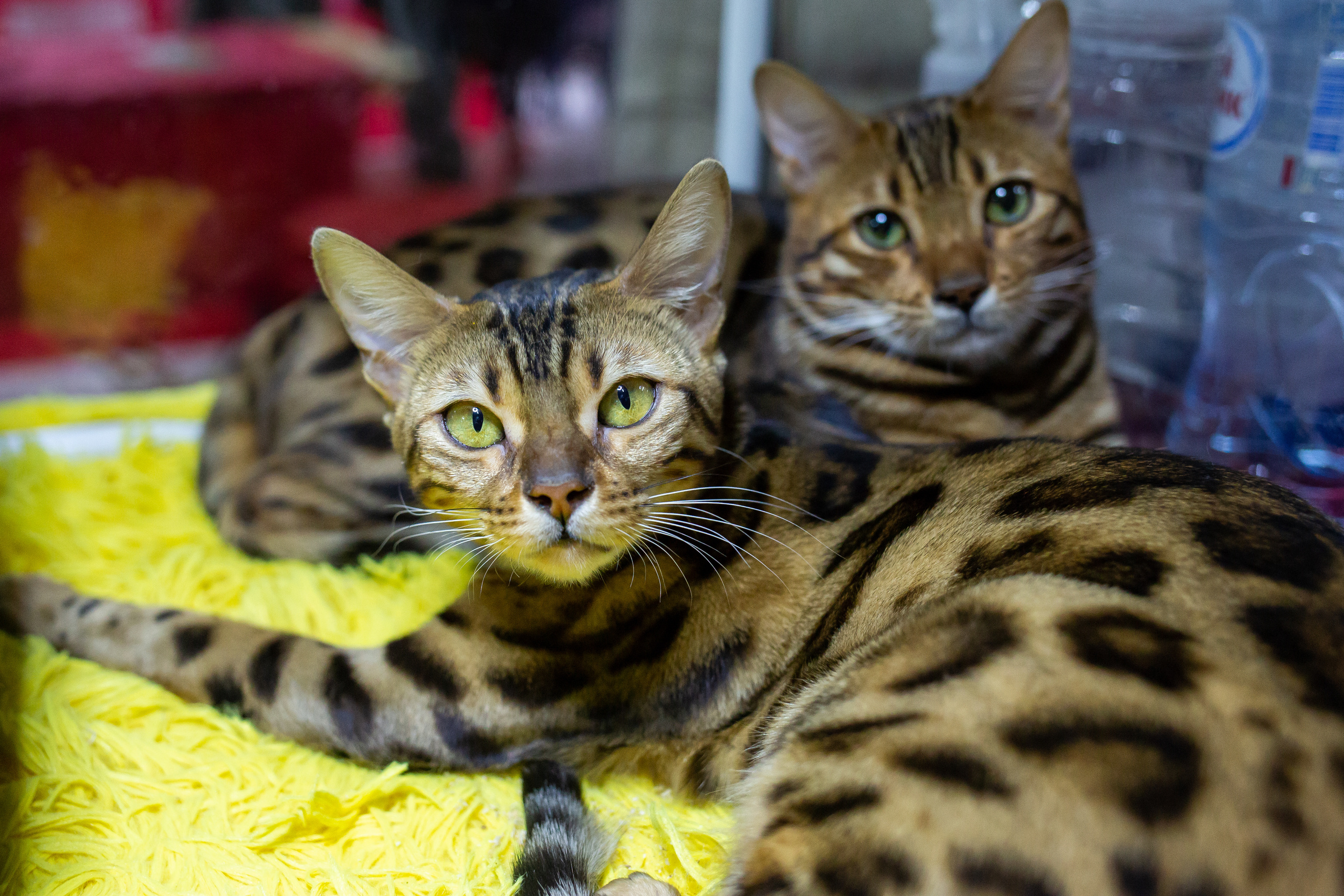 Felis 2018. Фотограф Сонкина Татьяна